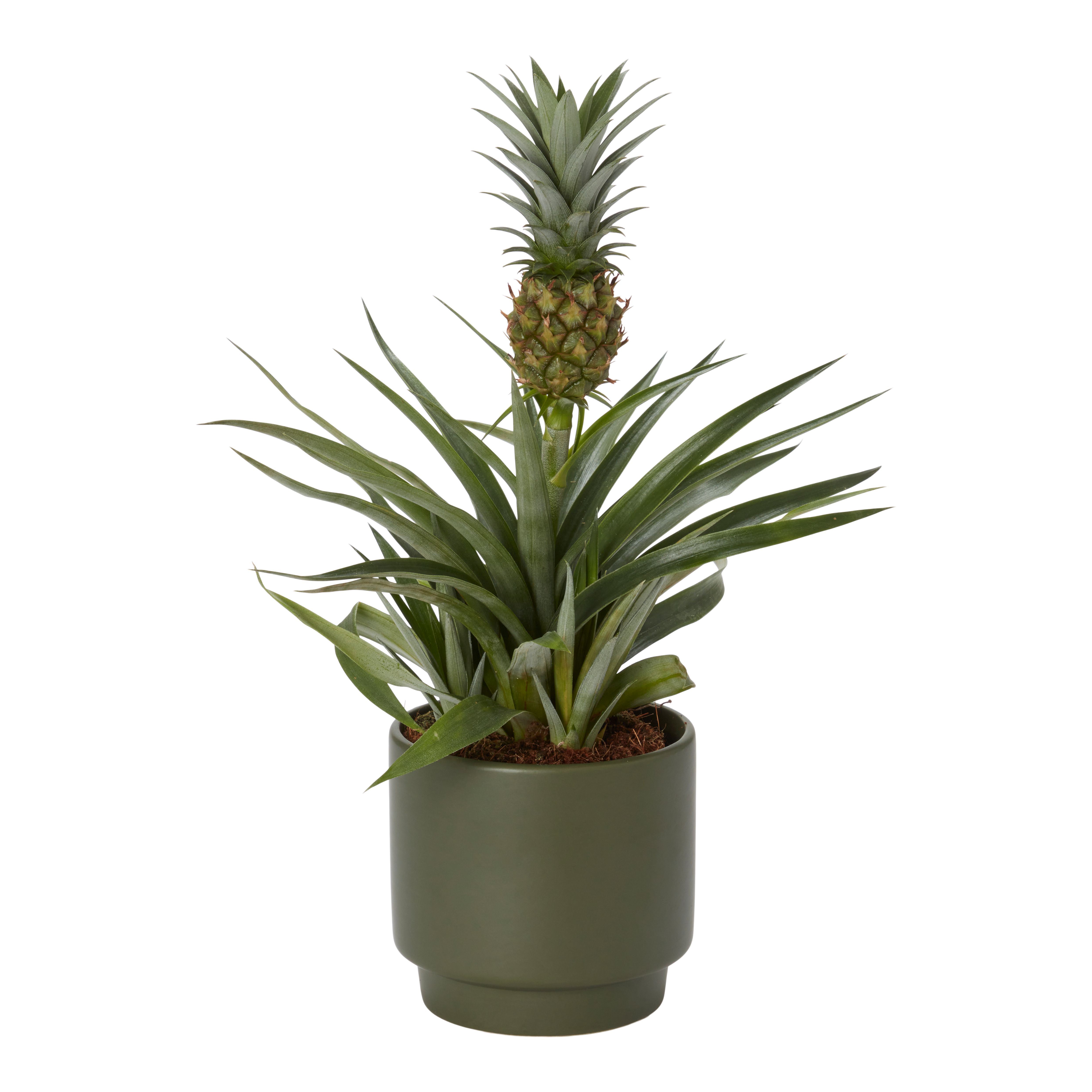 Verve Pineapple plant in Assorted green white or grey Ceramic Decorative pot 13.5cm
