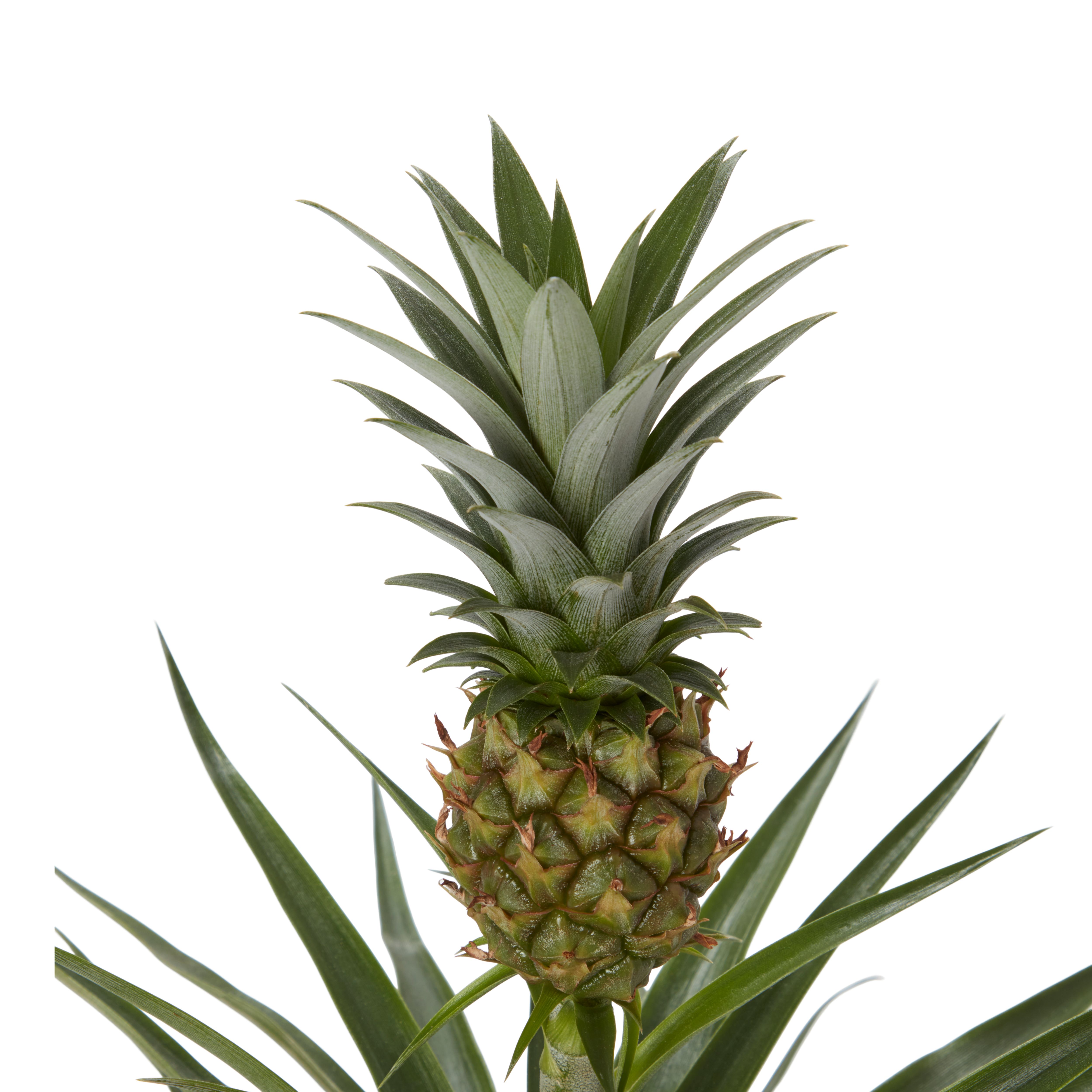 B&q pineapple light cheap