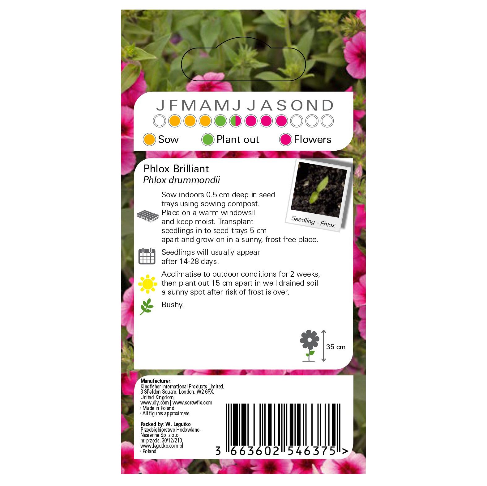 Verve Pink Phlox Seeds