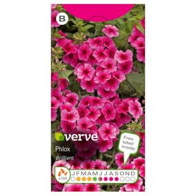 Verve Pink Phlox Seeds