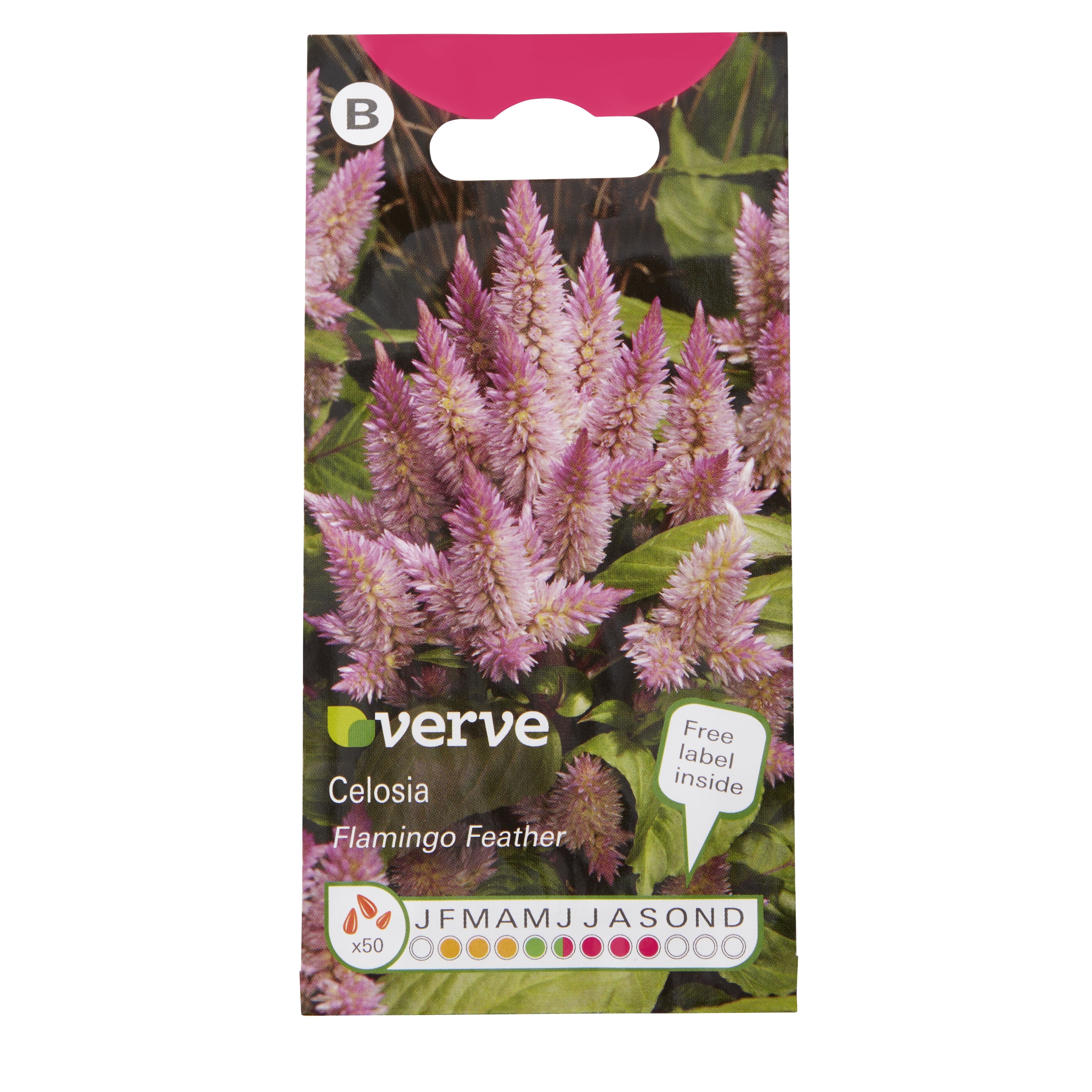 Verve Pink seed Celosia Seeds