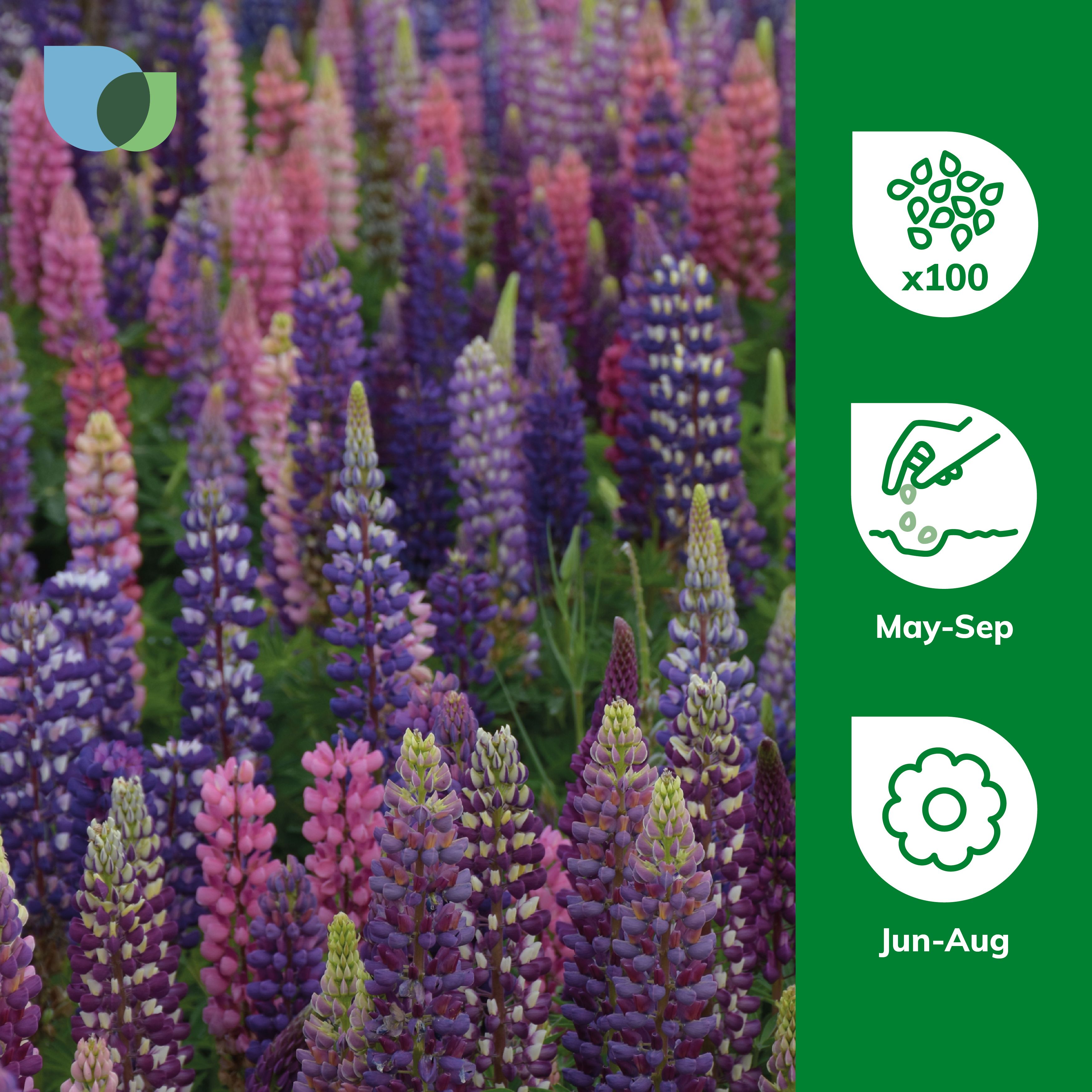 Verve Pixie Delight Lupin Seeds