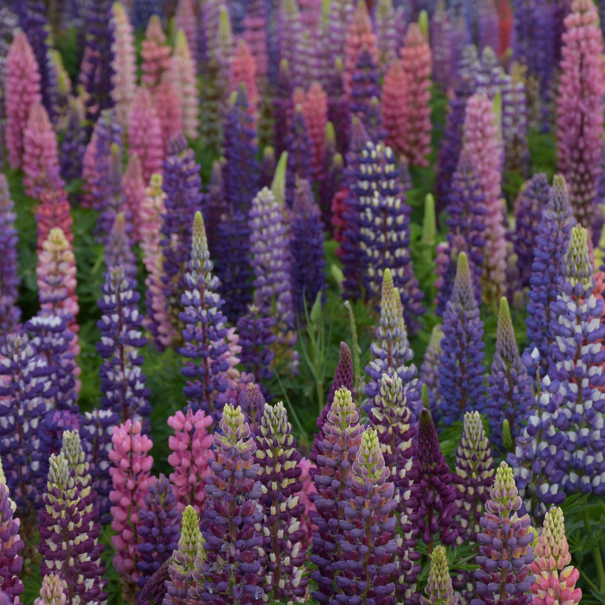 Verve Pixie Delight Lupin Seeds