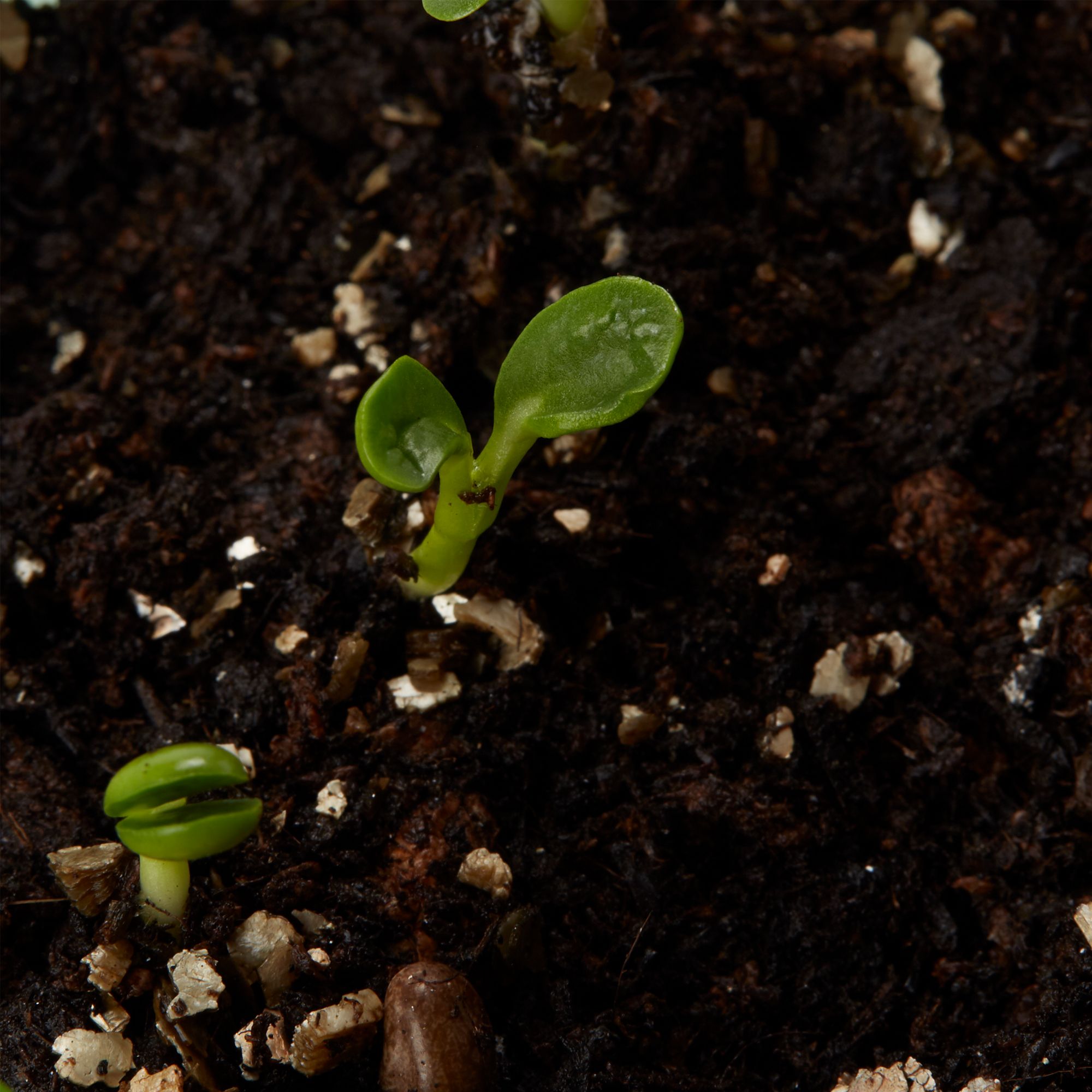 Verve Pixie Delight Lupin Seeds