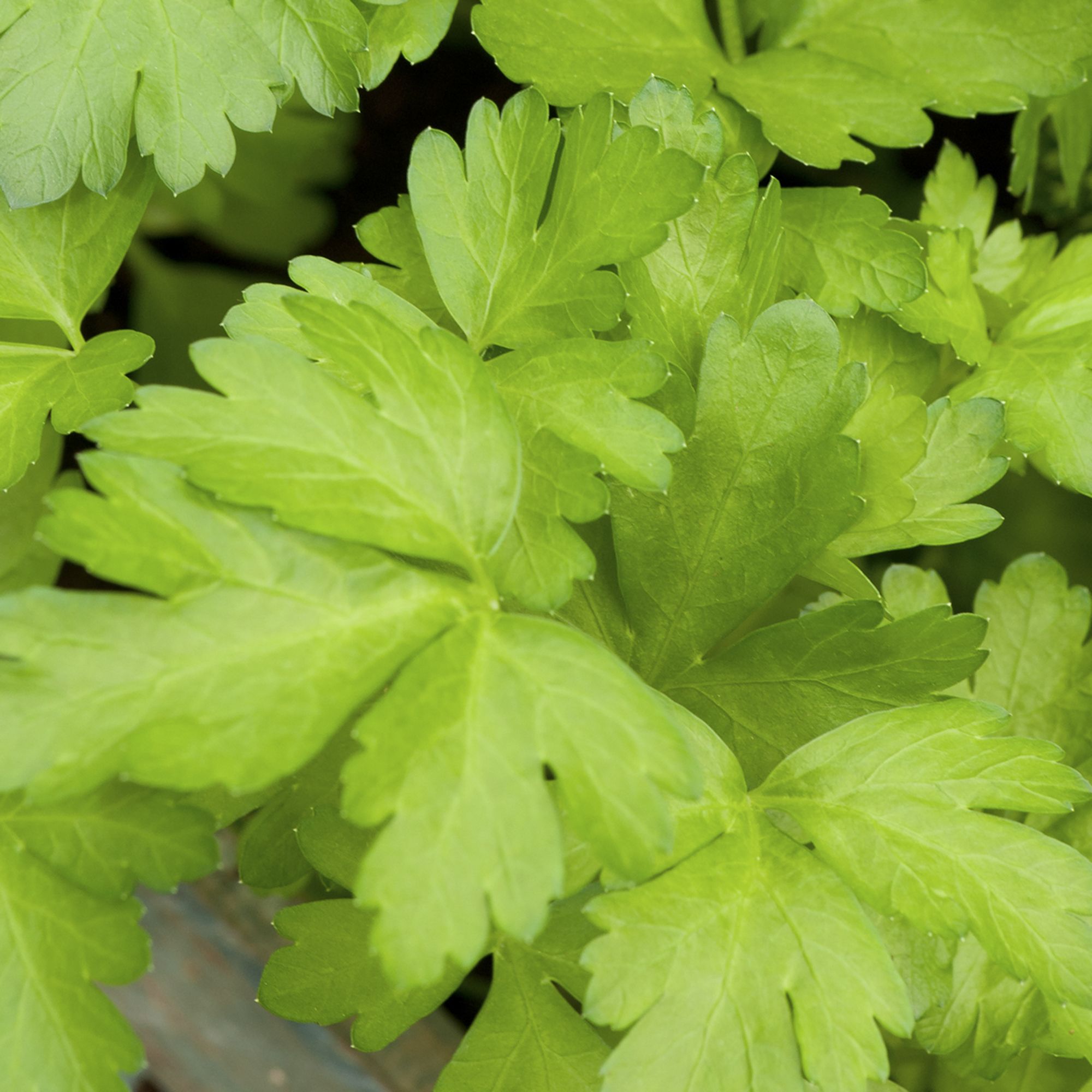 Verve Plain leaved parsley Herb Seeds