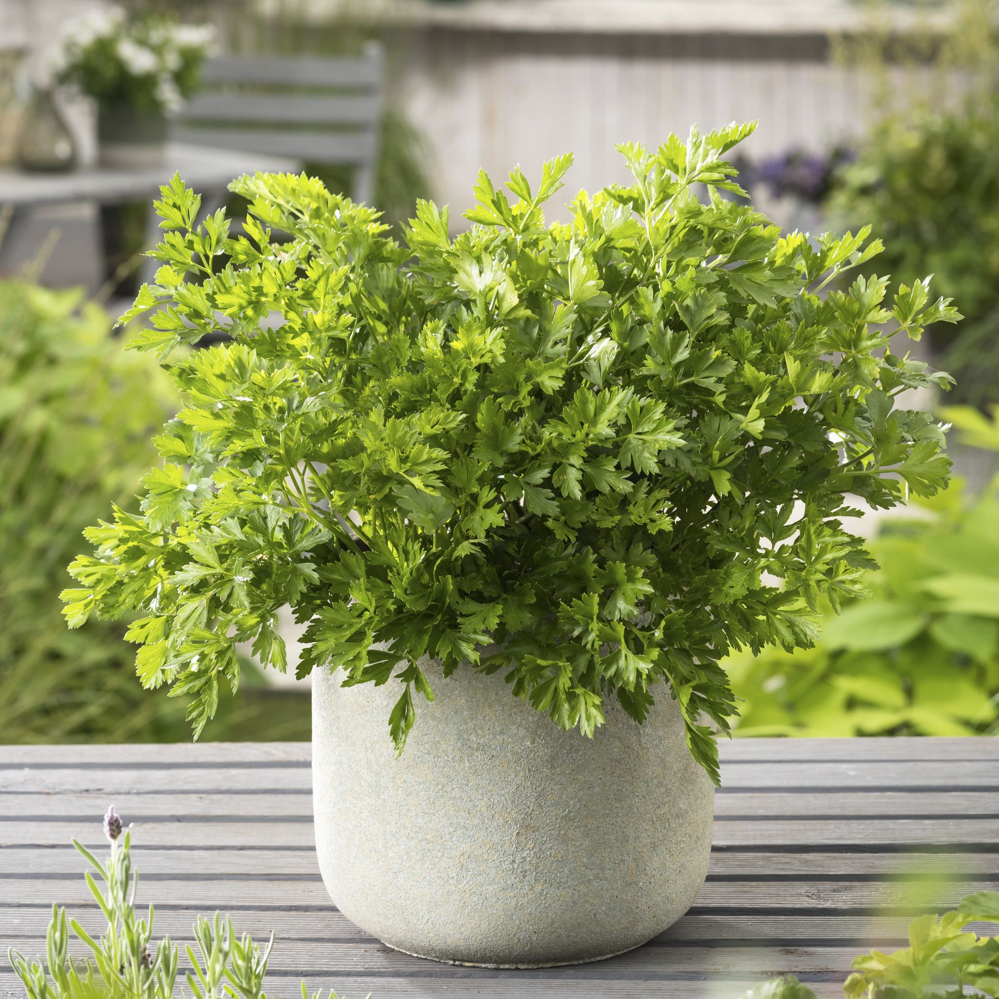 Verve Plain leaved parsley Herb Seeds