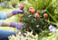 Verve Polyester (PES) Lavender Gardening gloves Small, Pair