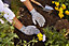 Verve Polyester (PES) Multicolour Gardening gloves Medium, Pair