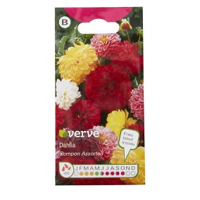 Verve Pompon Dahlia Seeds