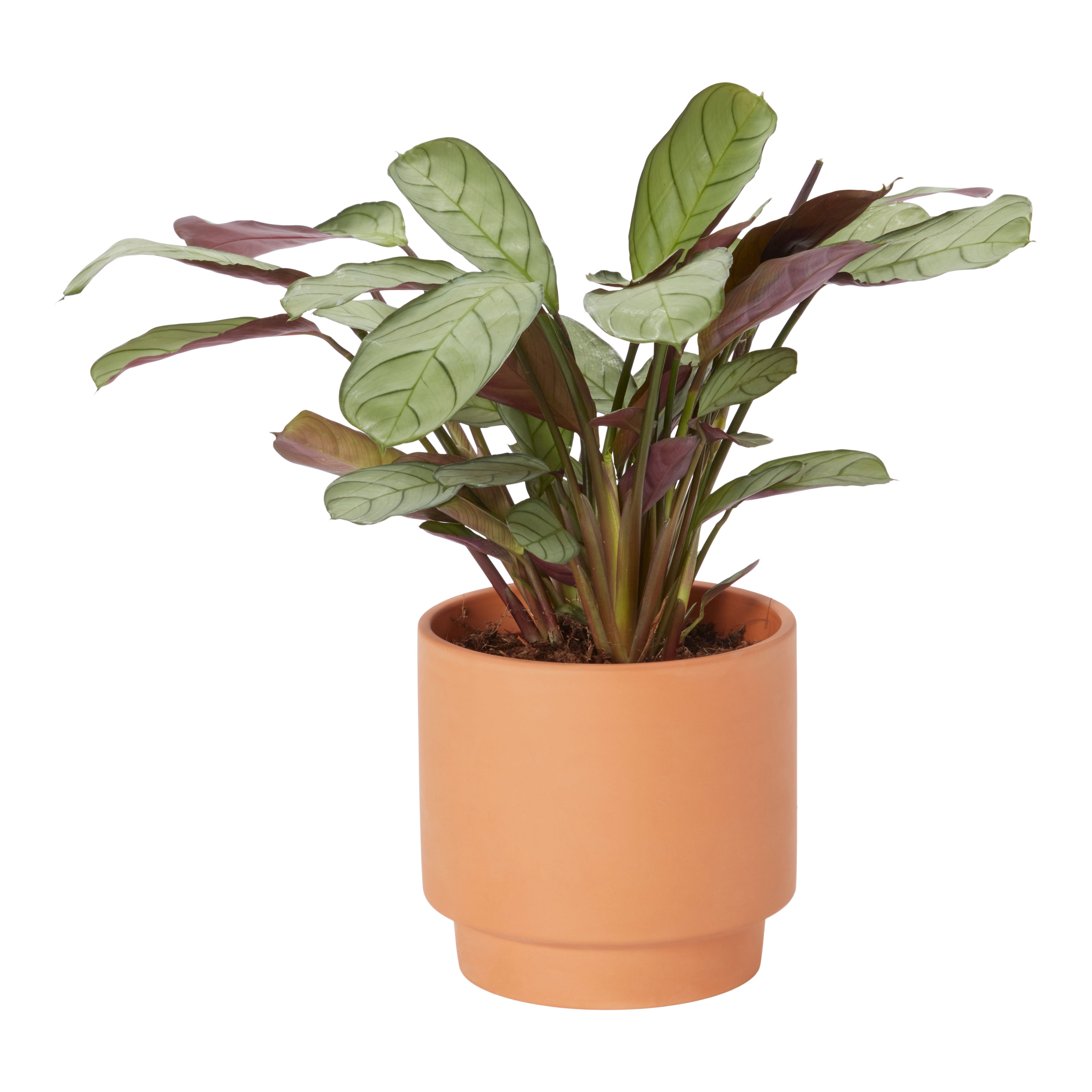 Verve Prayer plant in Terracotta Decorative pot 13cm