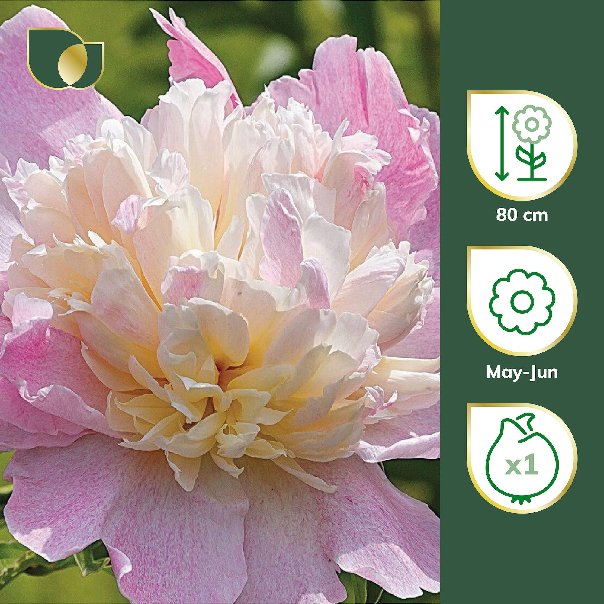 Verve Premium Peony Raspberry Sundae Flower bulb