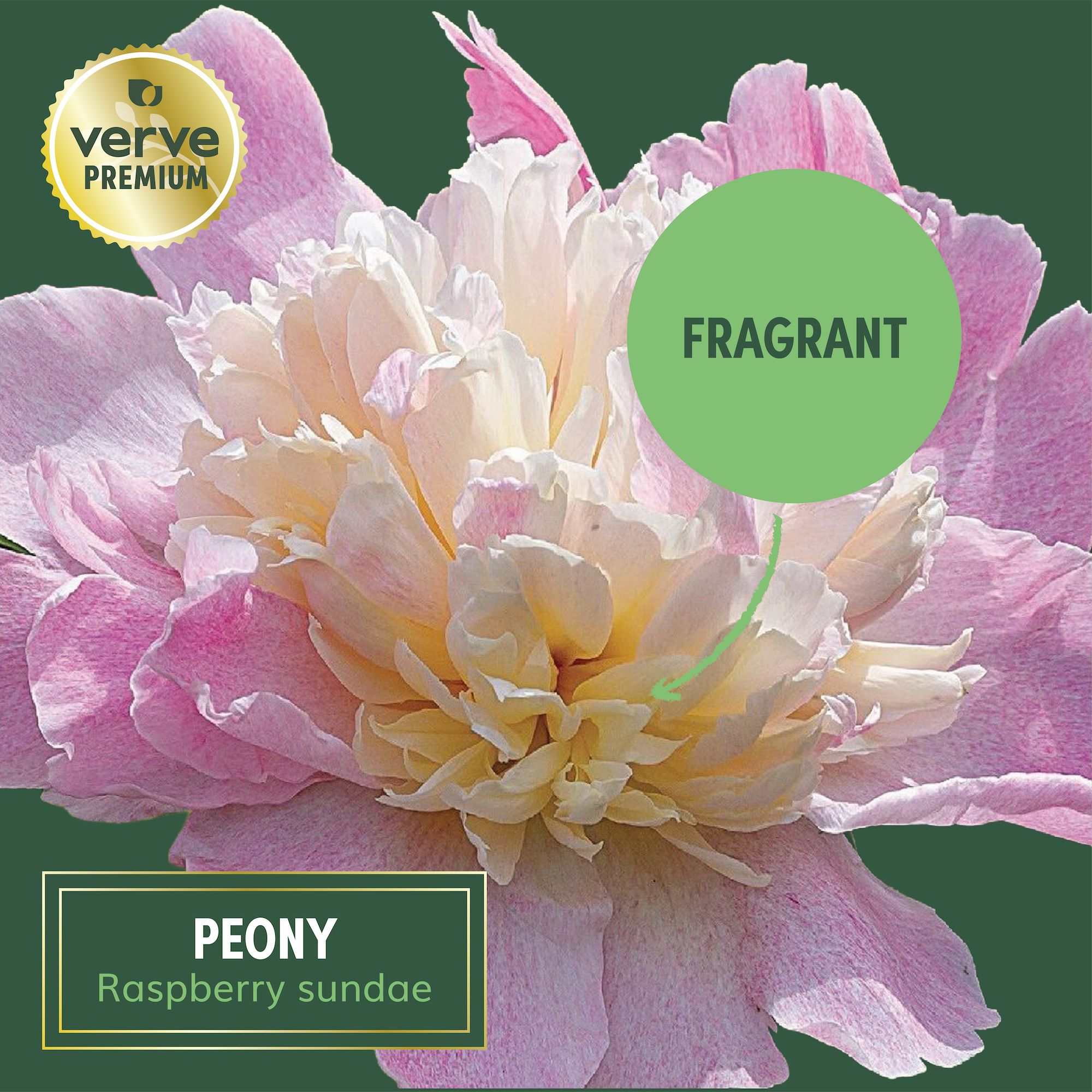 Verve Premium Peony Raspberry Sundae Flower bulb