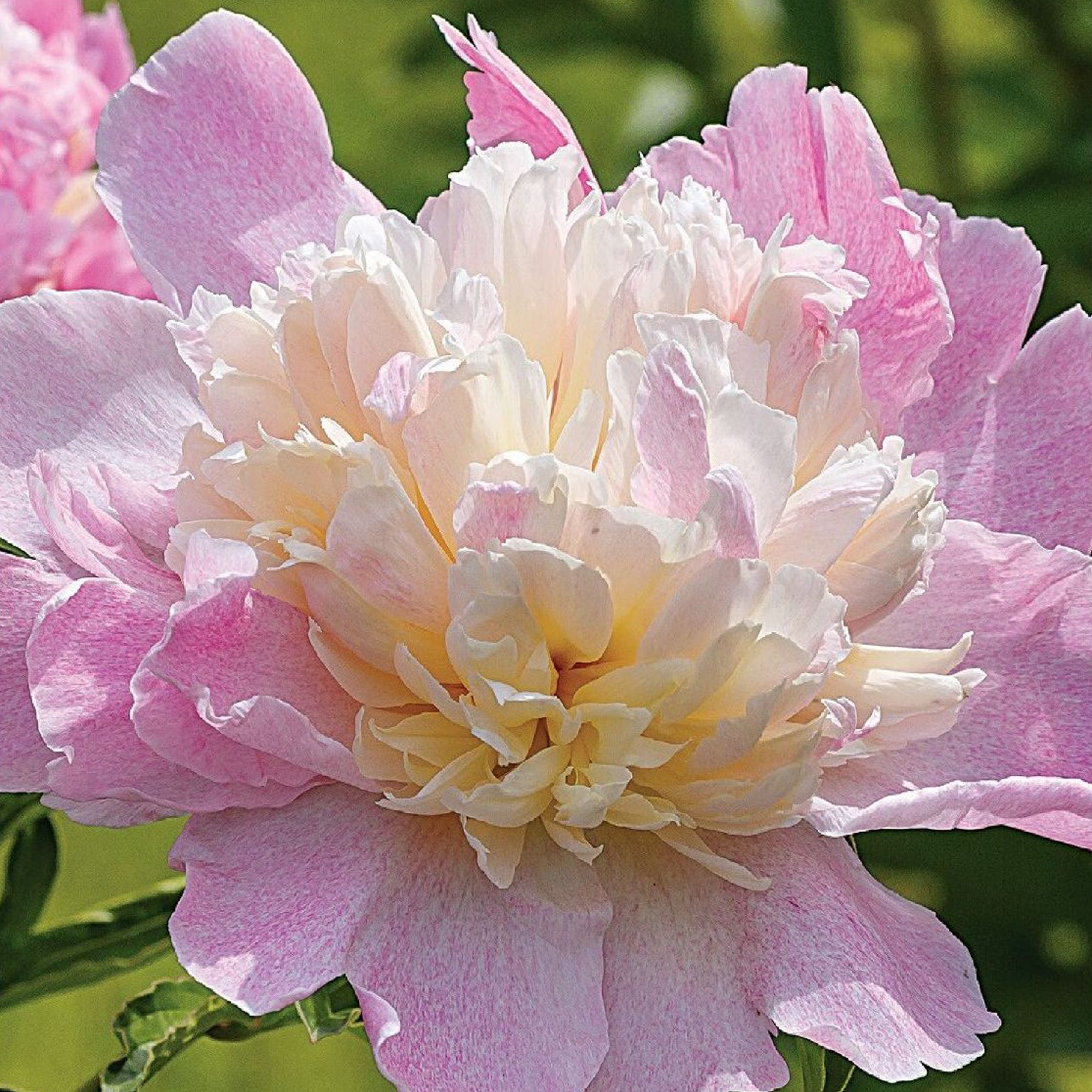 Verve Premium Peony Raspberry Sundae Flower bulb