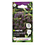 Verve Purple sprouting Broccoli Seed