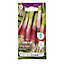 Verve Red toga spring onion Spring onion Seed