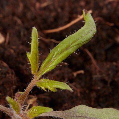 Verve Red Trailing Tomato