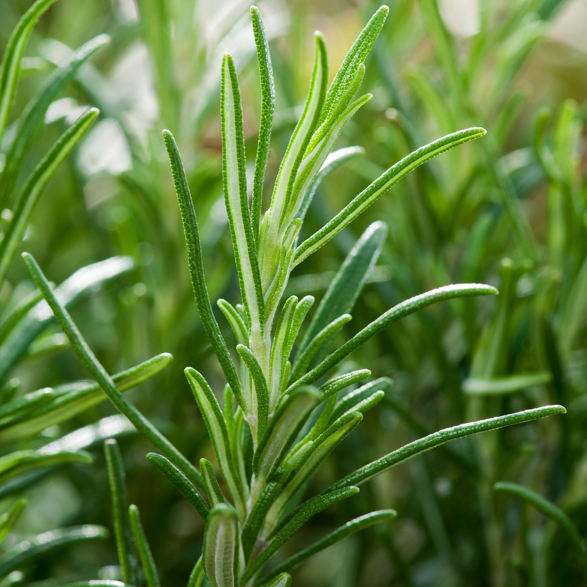 Verve 'Rosemary' Herb Seeds