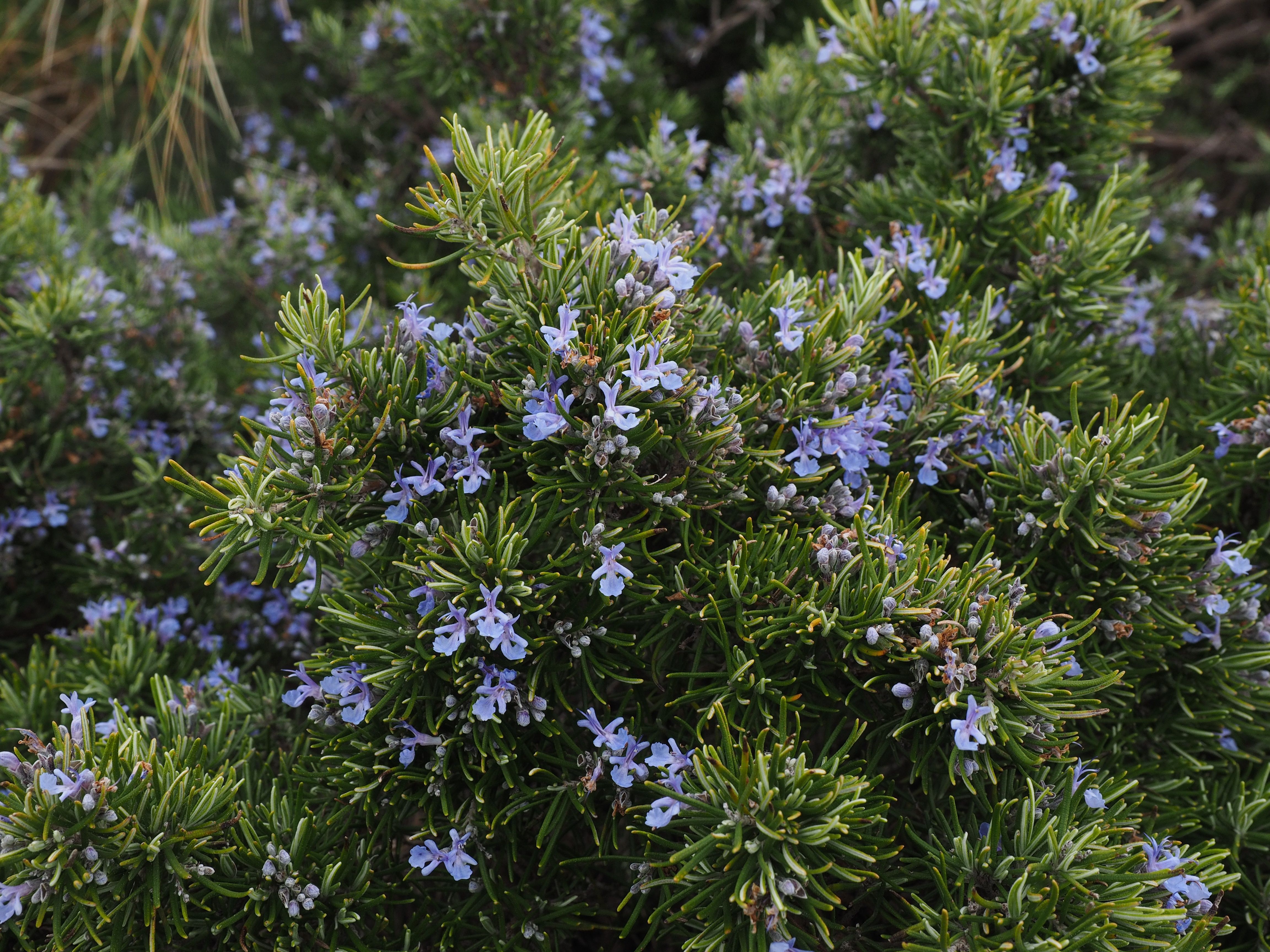 Verve 'Rosemary' Herb Seeds