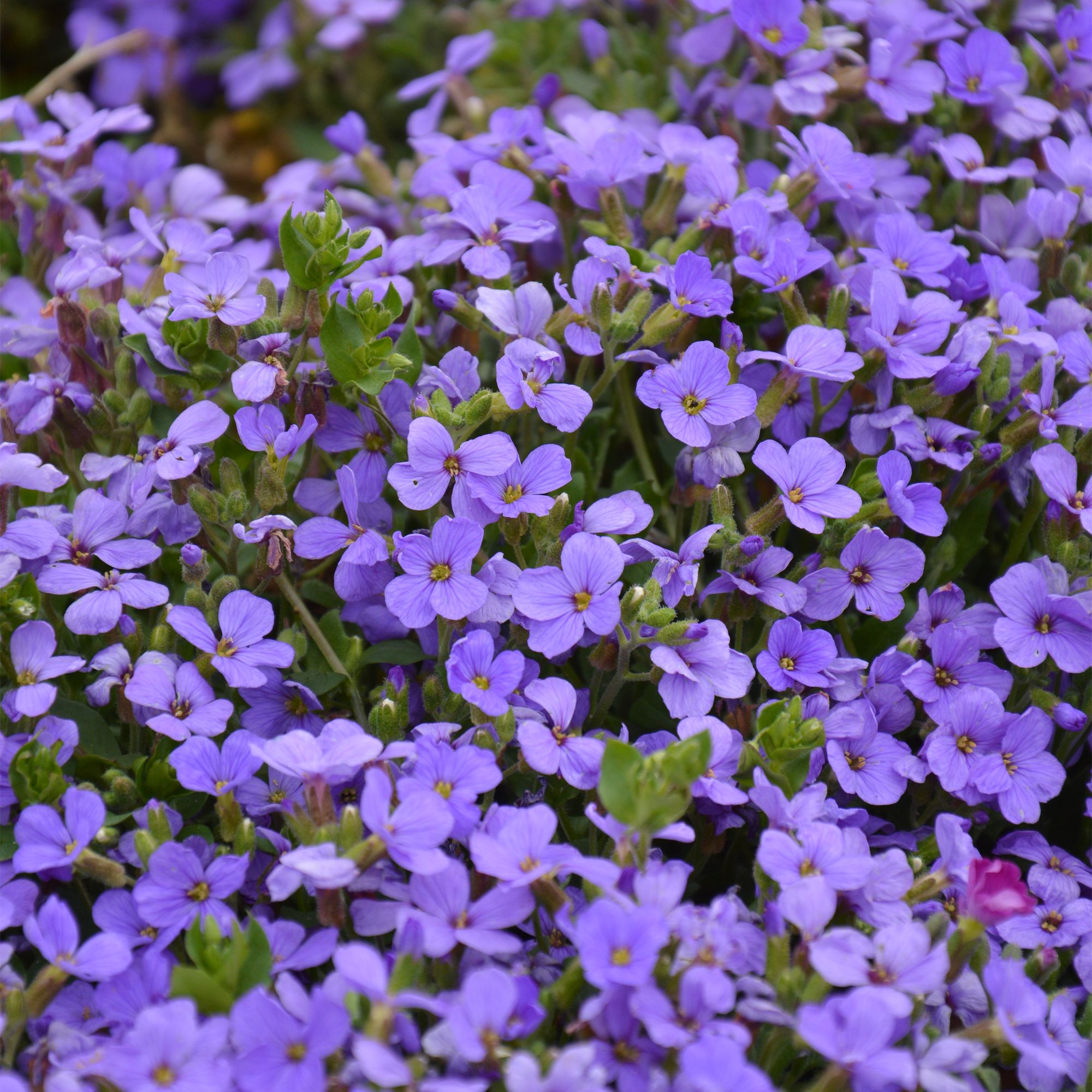 Verve Royal Blue Aubrieta Seeds