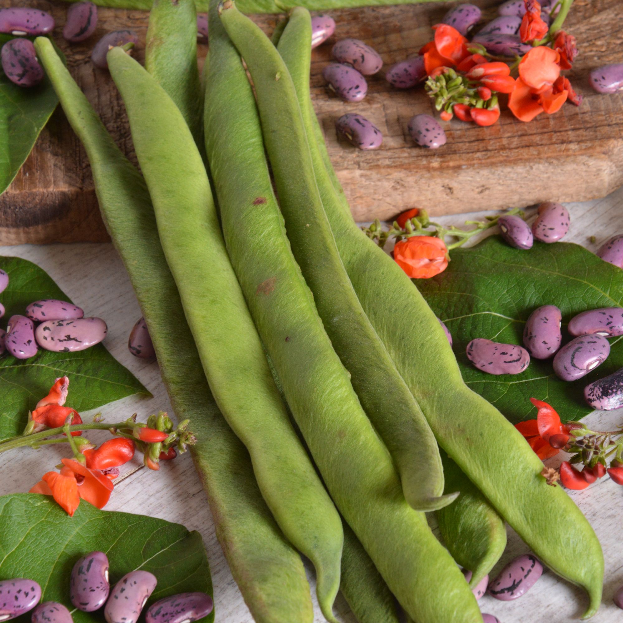 Verve Runner bean 'Prizewinner' Vegetable Seeds