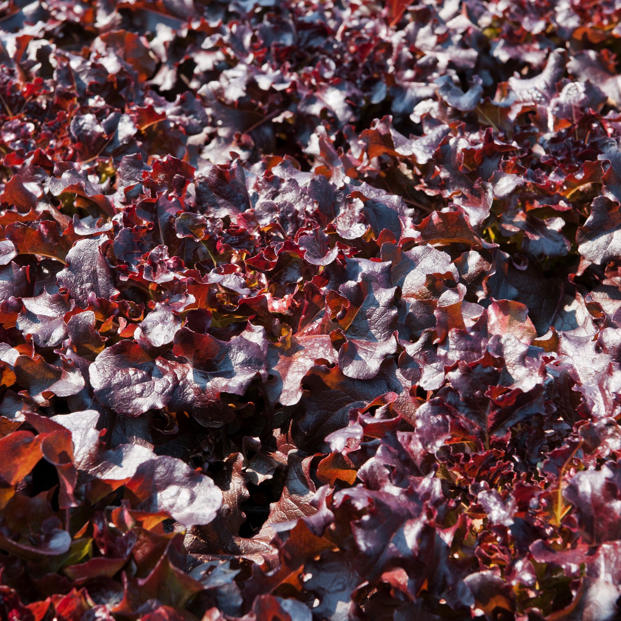 Verve Salad bowl Lettuce Seed tape