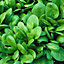 Verve Salad winter baby leaf mix Seed