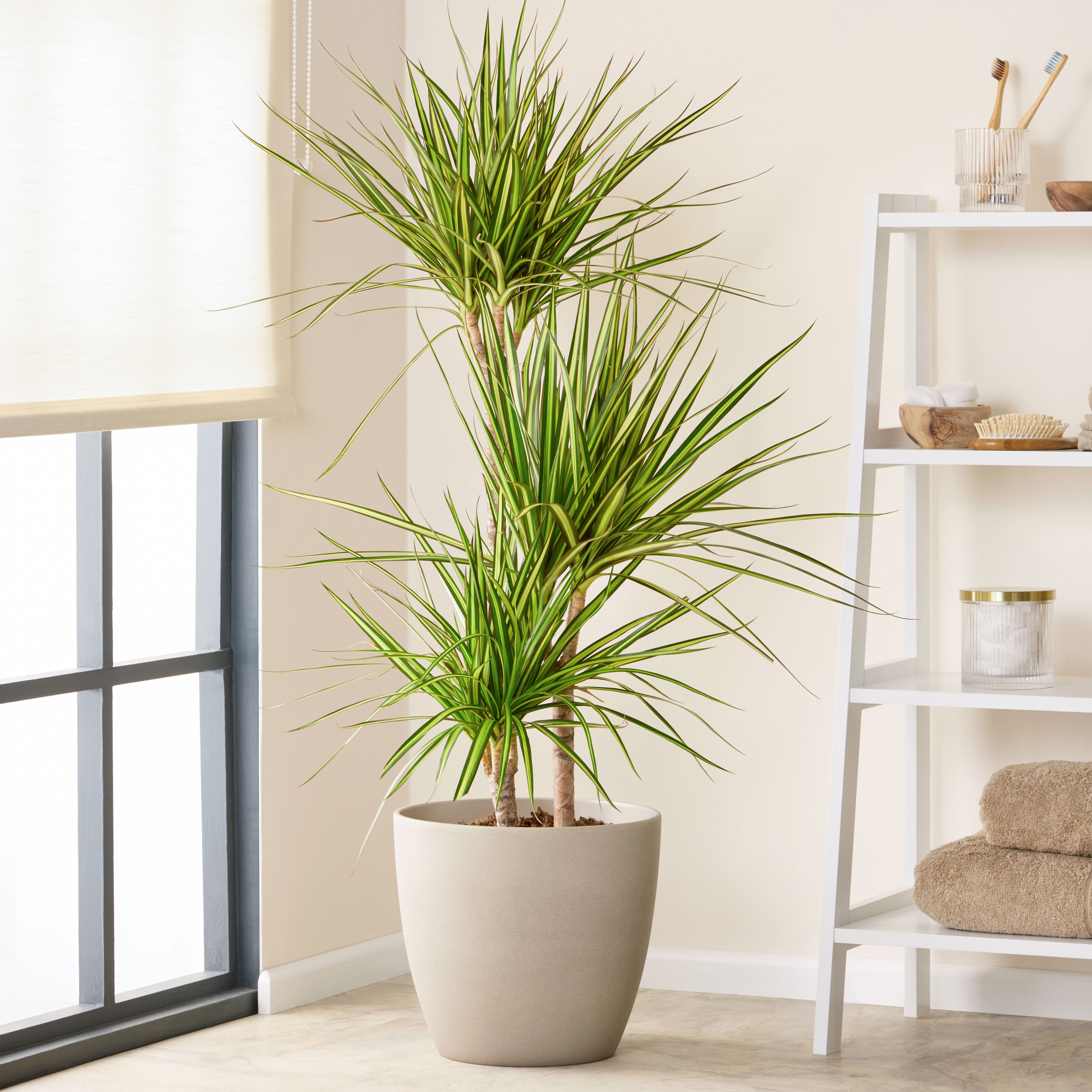 Verve Sandstone Ceramic Plant pot (Dia) 27cm, (H)26cm