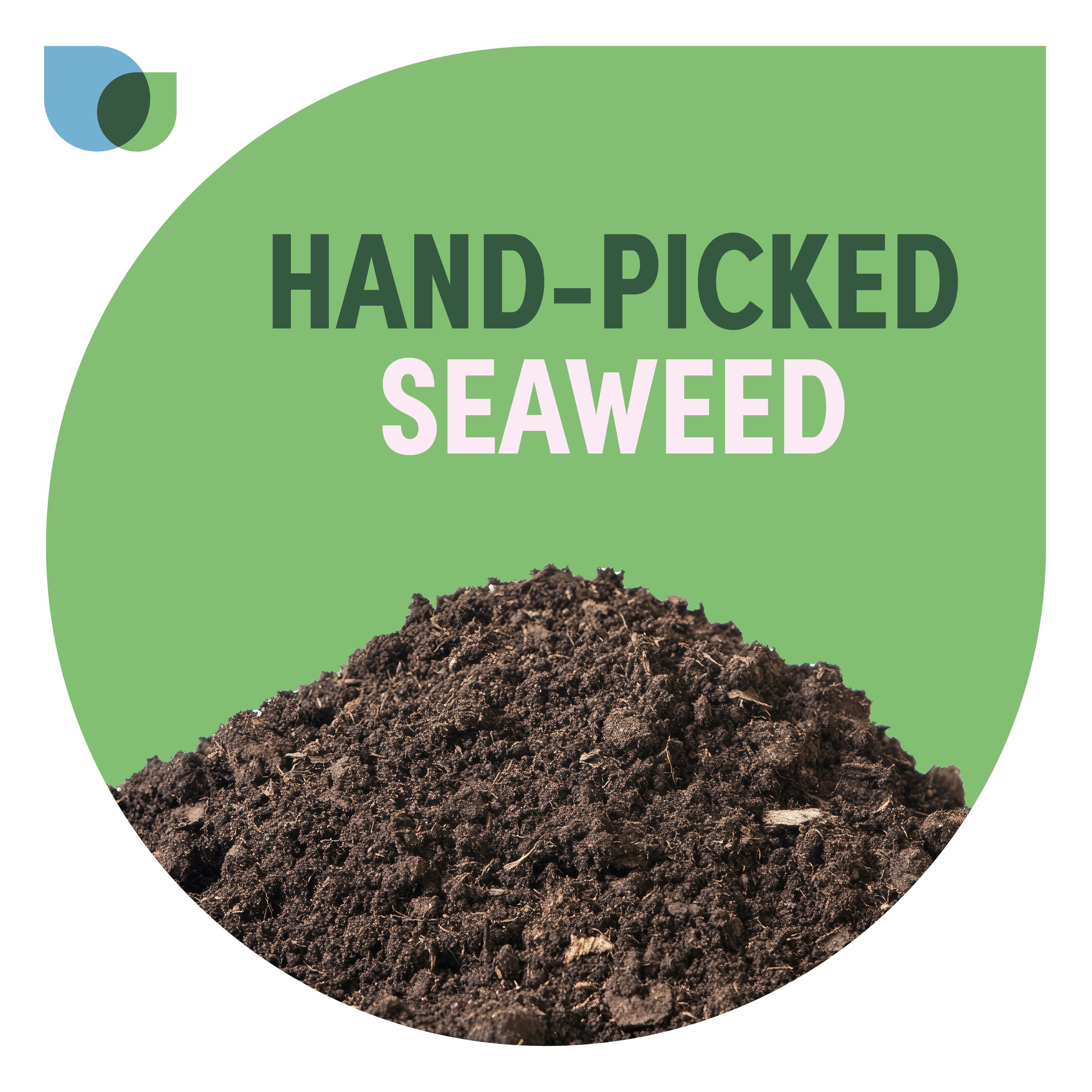 Verve Seaweed Liquid Plant feed, 1L