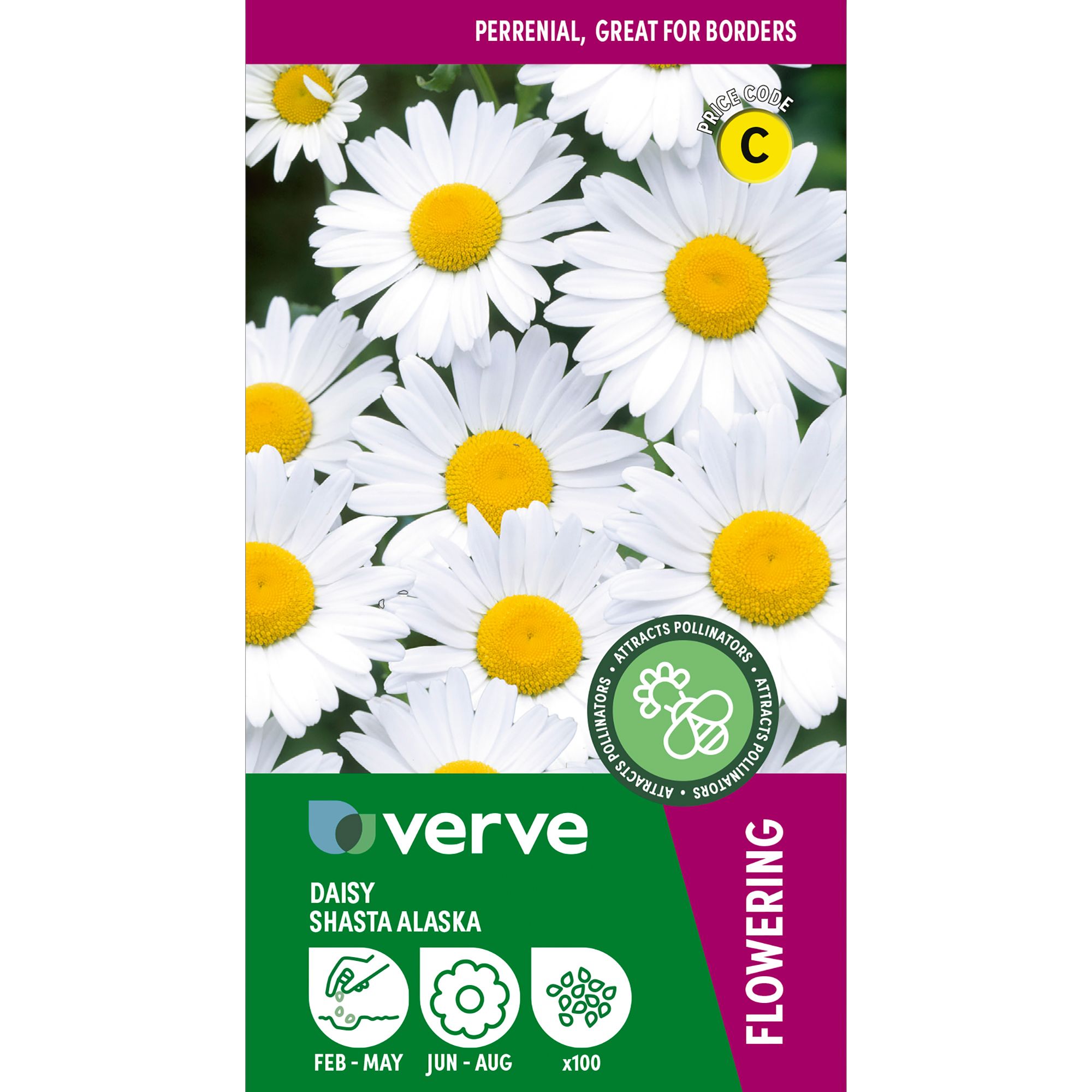 Verve Shasta Alaska Daisy Seeds