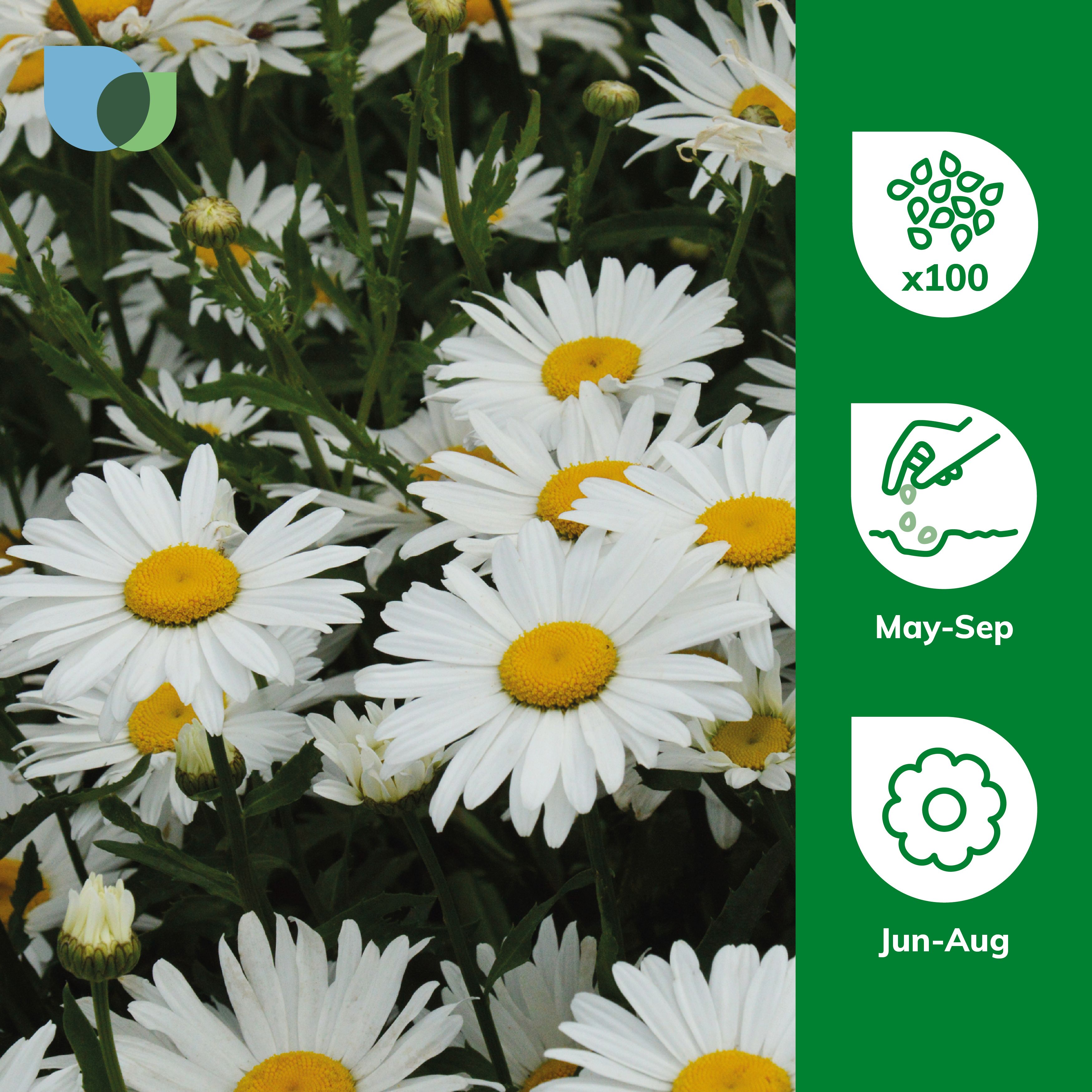 Verve Shasta Alaska Daisy Seeds