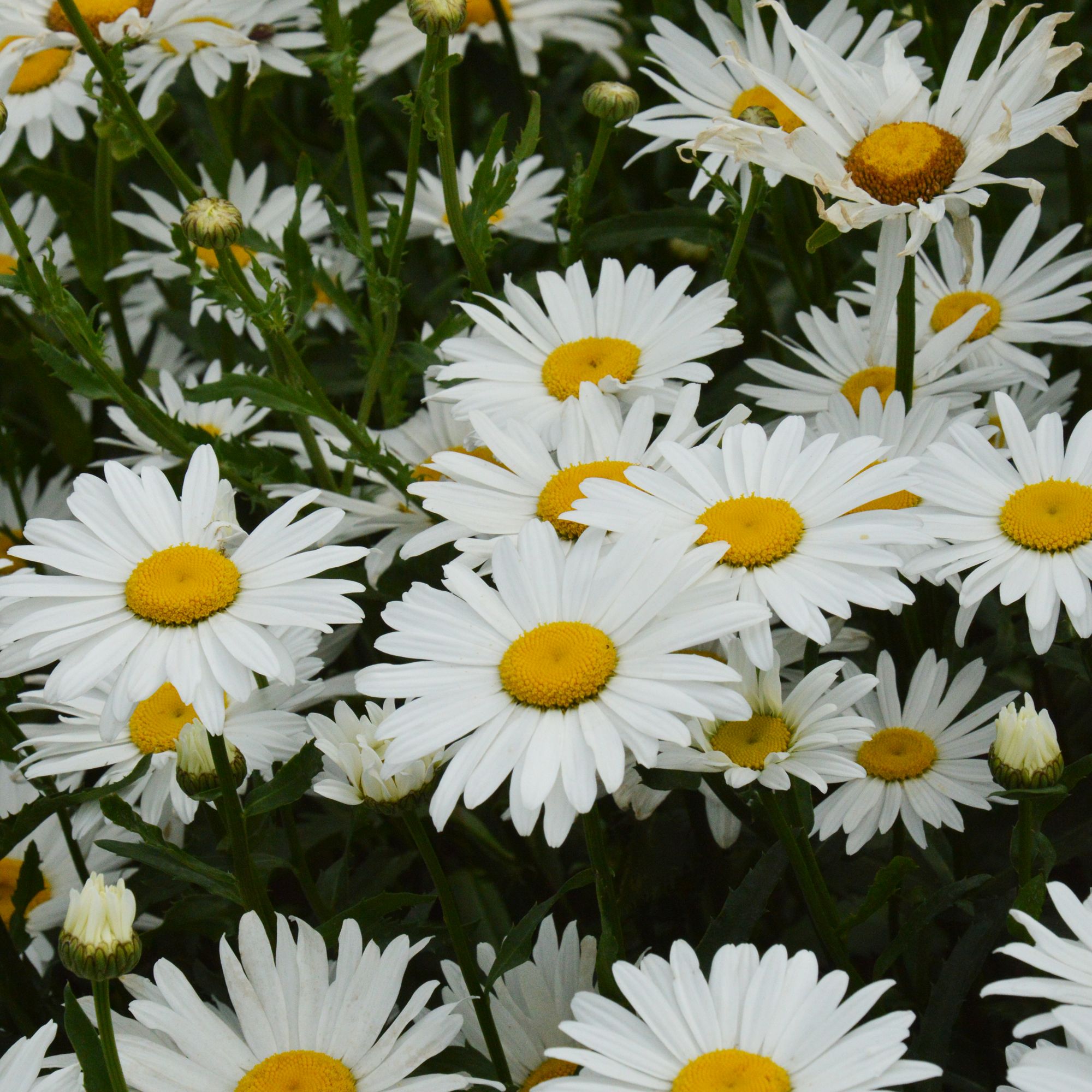 Verve Shasta Alaska Daisy Seeds