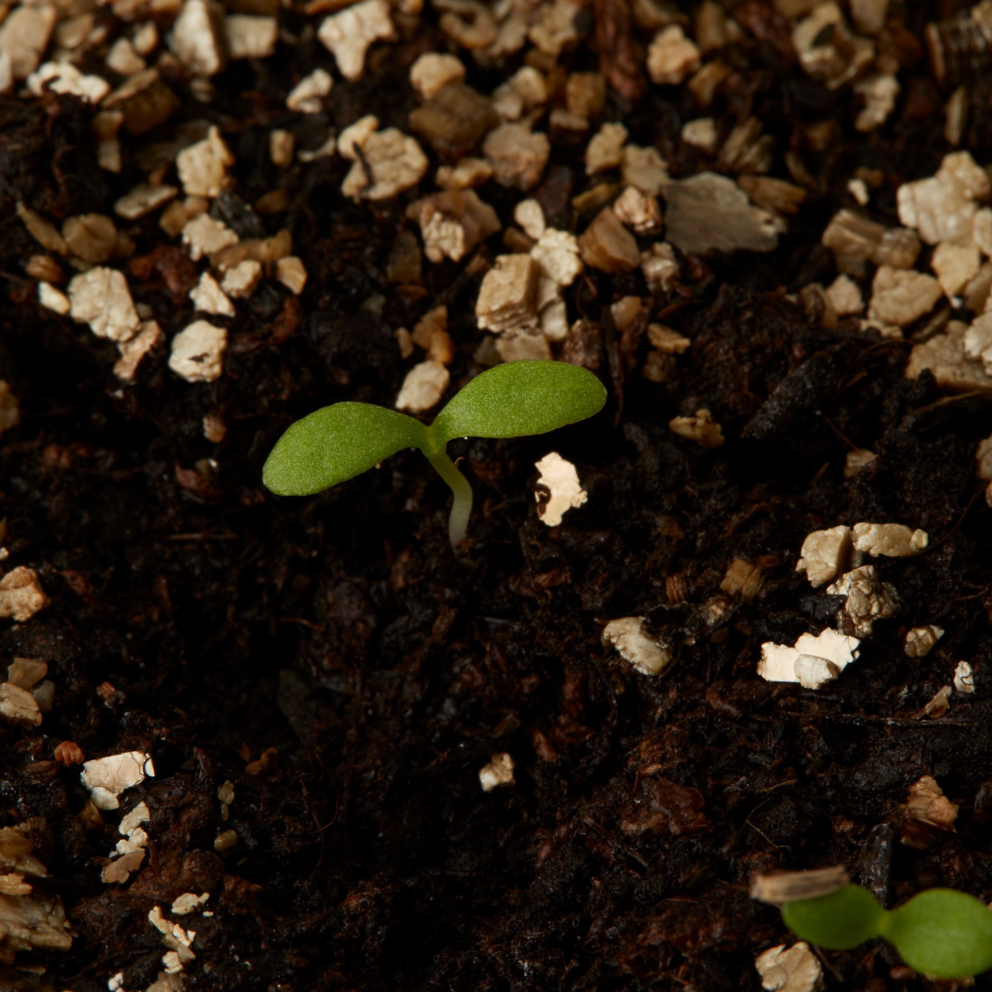 Verve Shasta Alaska Daisy Seeds