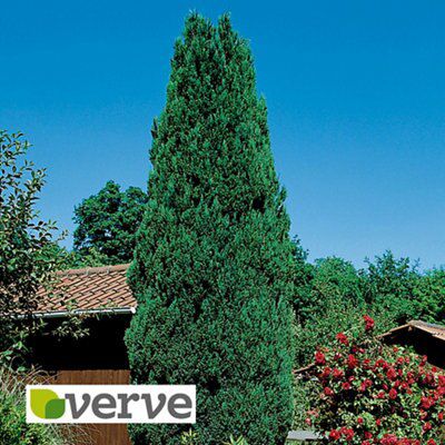 Verve Shrub