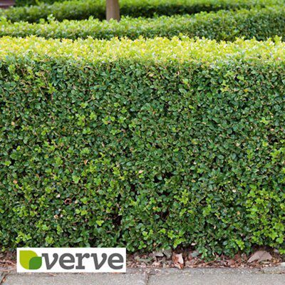 Verve Shrub