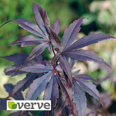 Verve Shrub
