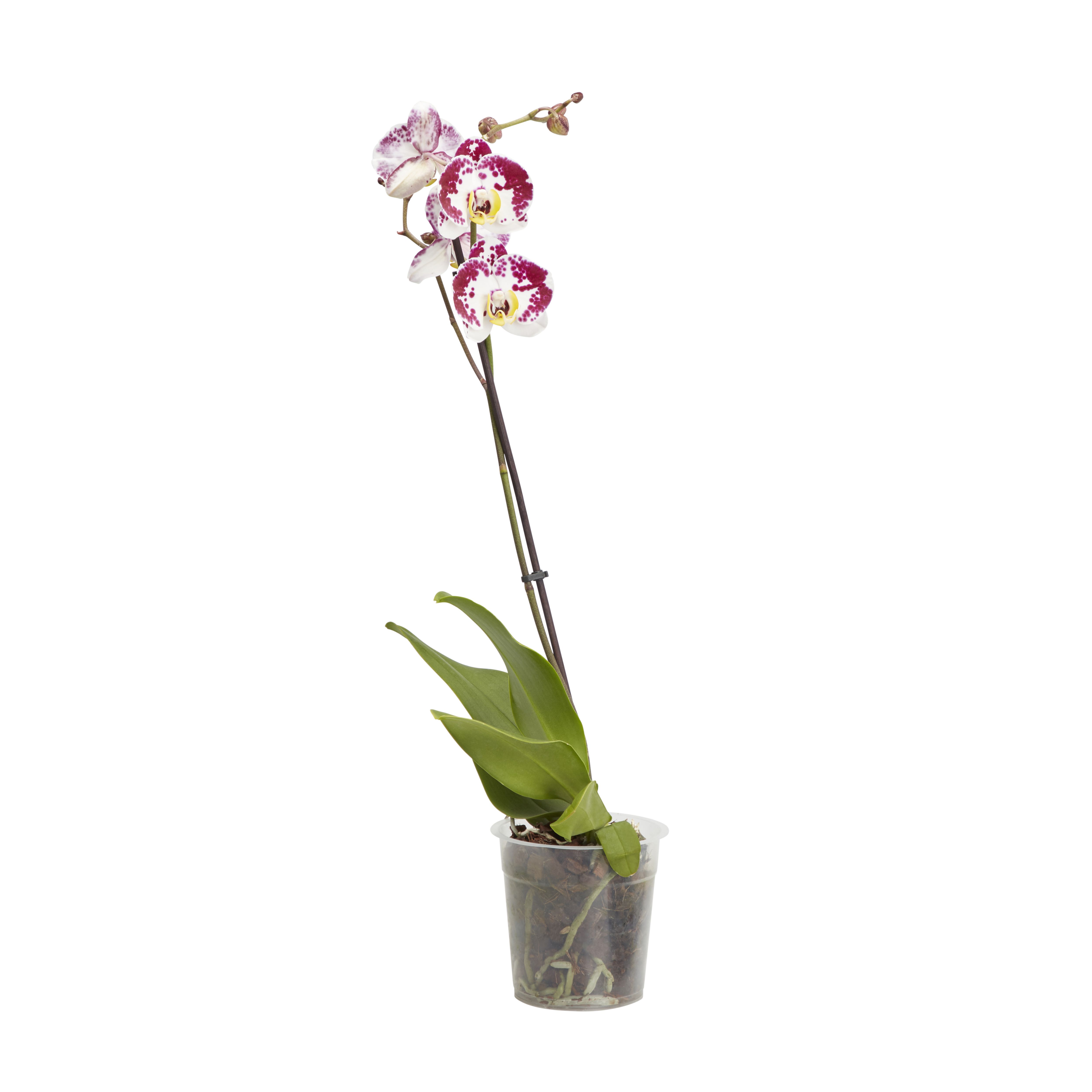 Verve Single Stem Moth Orchid Assorted in Plastic Grow pot 12cm