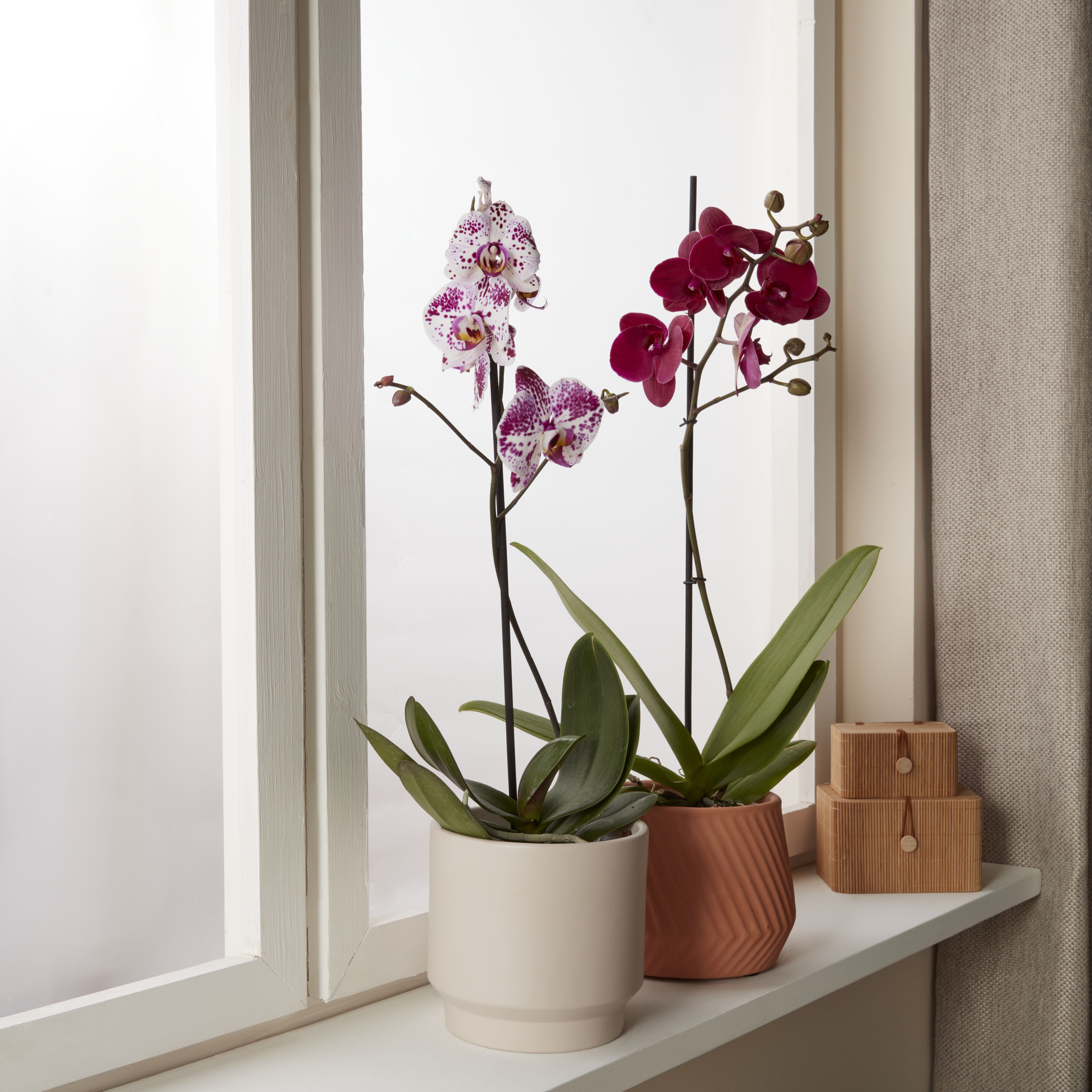 Verve Single Stem Moth orchid in Terracotta Plastic Grow pot