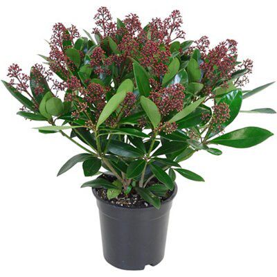 Verve Skimmia | DIY at B&Q