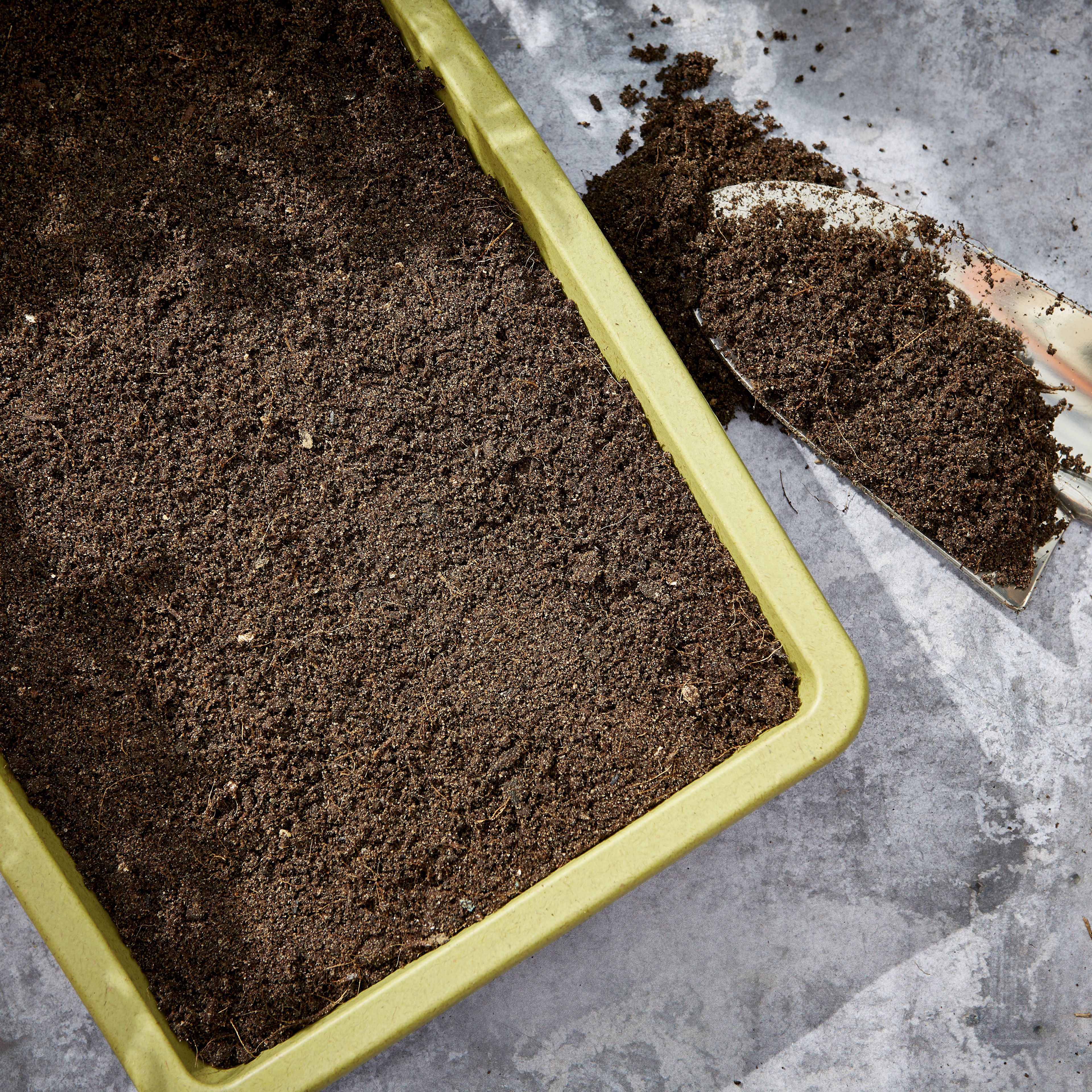 Verve 'Słoneczko thyme' Herb Seeds