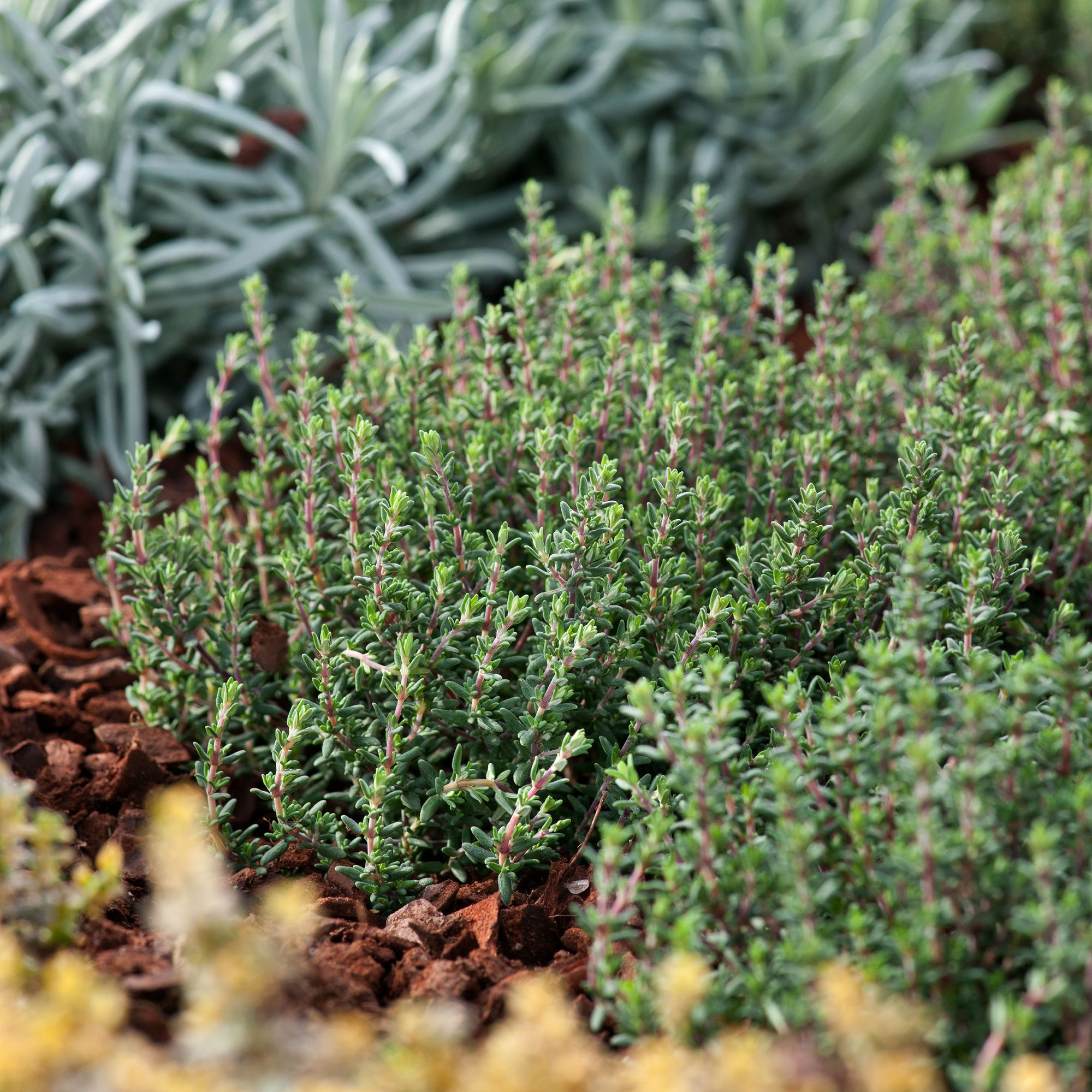 Verve 'Słoneczko thyme' Herb Seeds