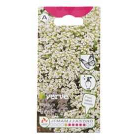 Verve Snow carpet Alyssum Seeds