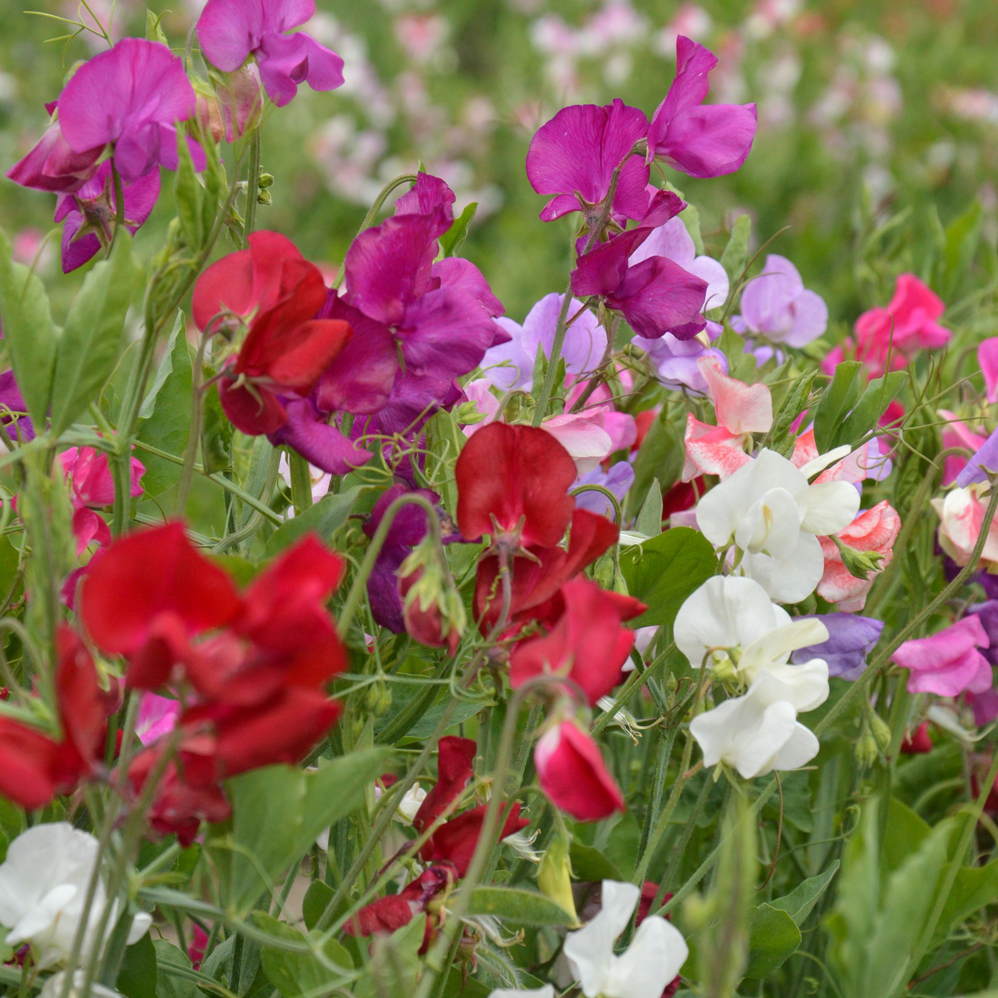 Verve Spencer Assorted Sweet Pea Seeds