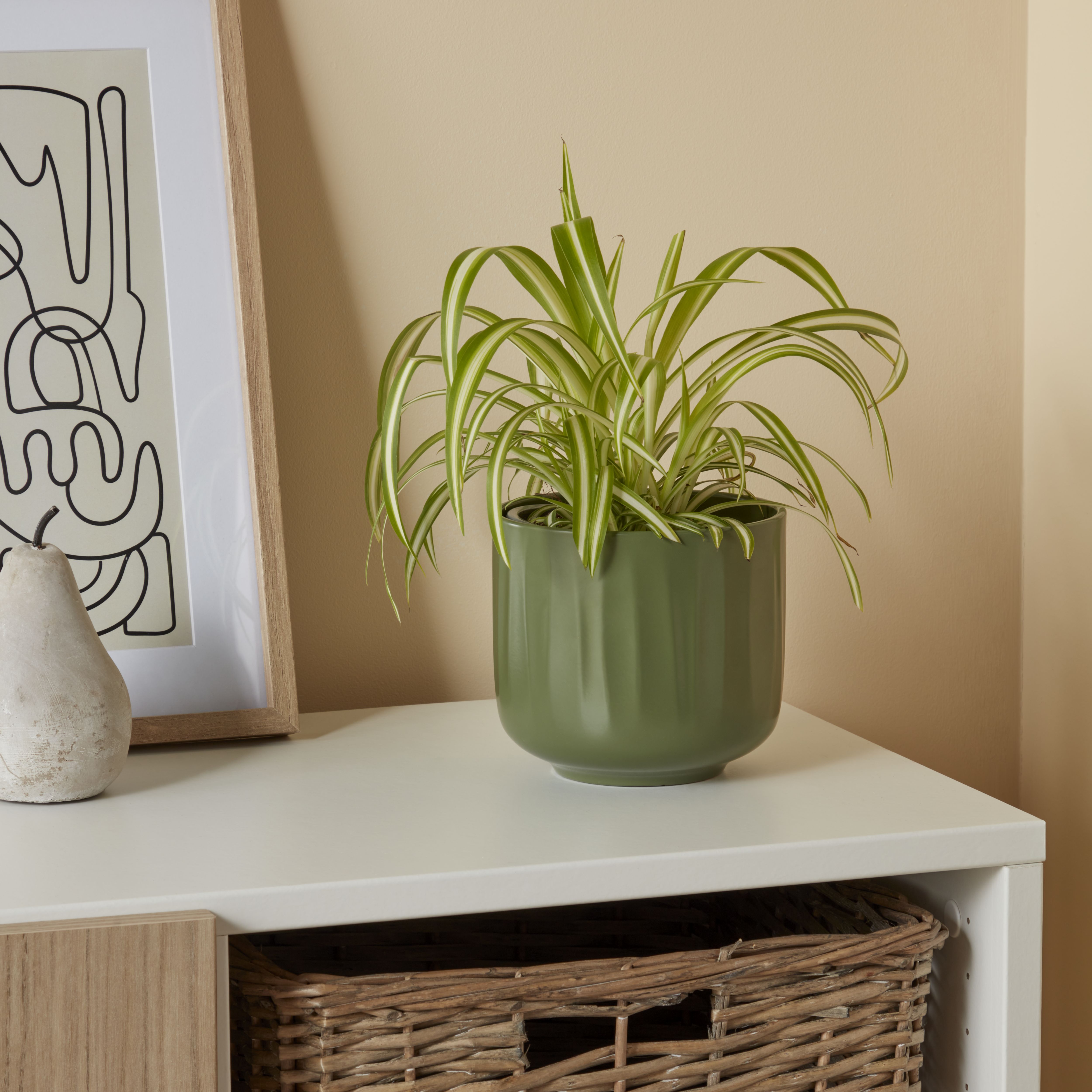 Verve Spider plant in Terracotta Plastic Grow pot