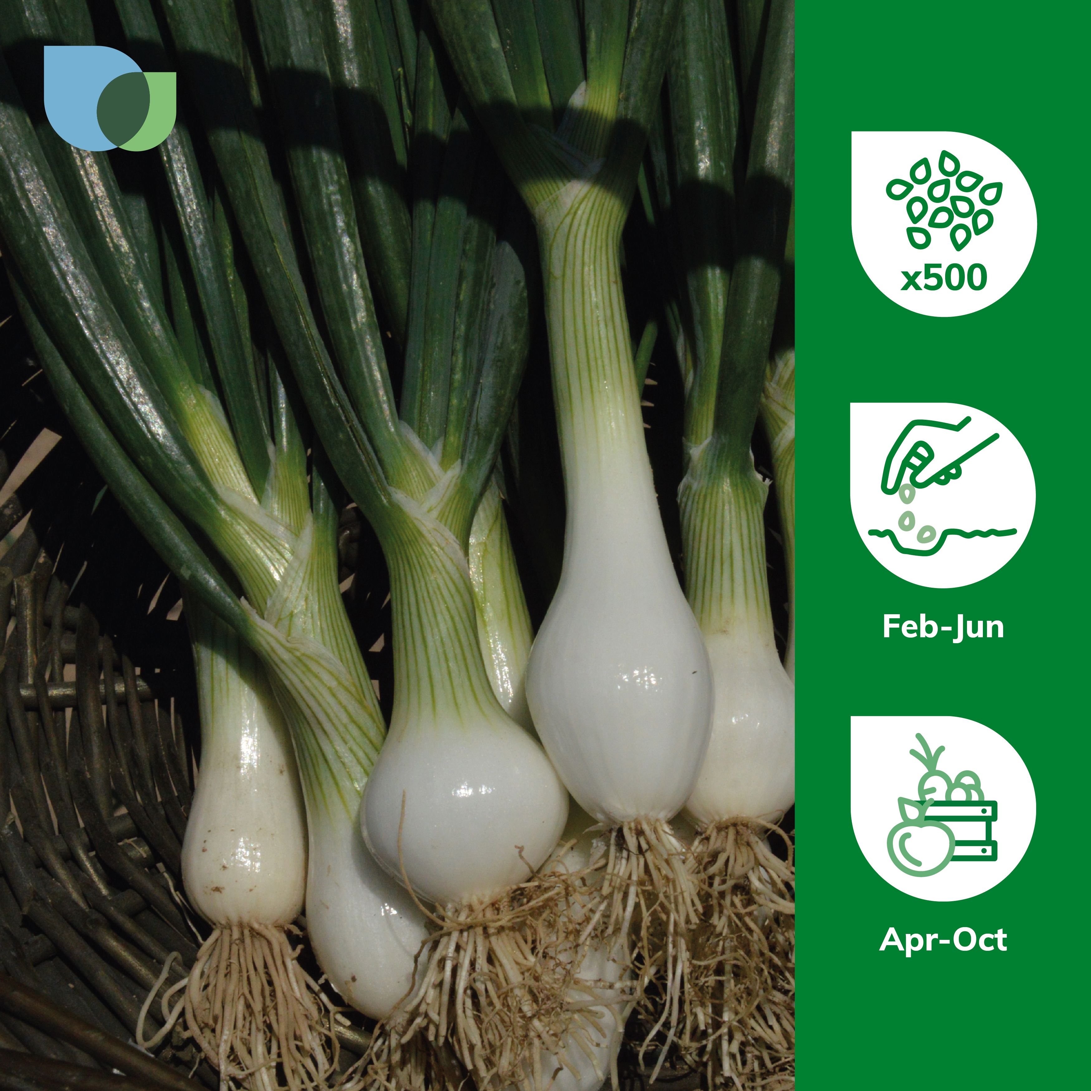 Verve Spring onion 'Blanca de lisboa white' Vegetable Seeds