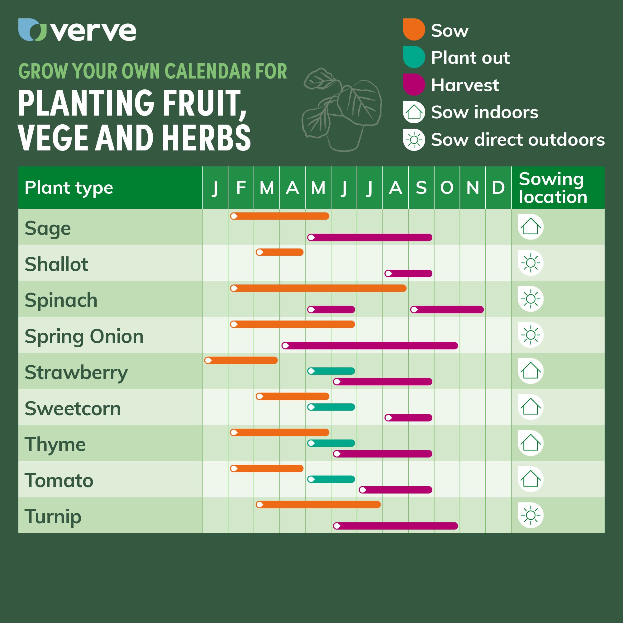 Verve Spring onion 'Common Rouge' Vegetable Seeds