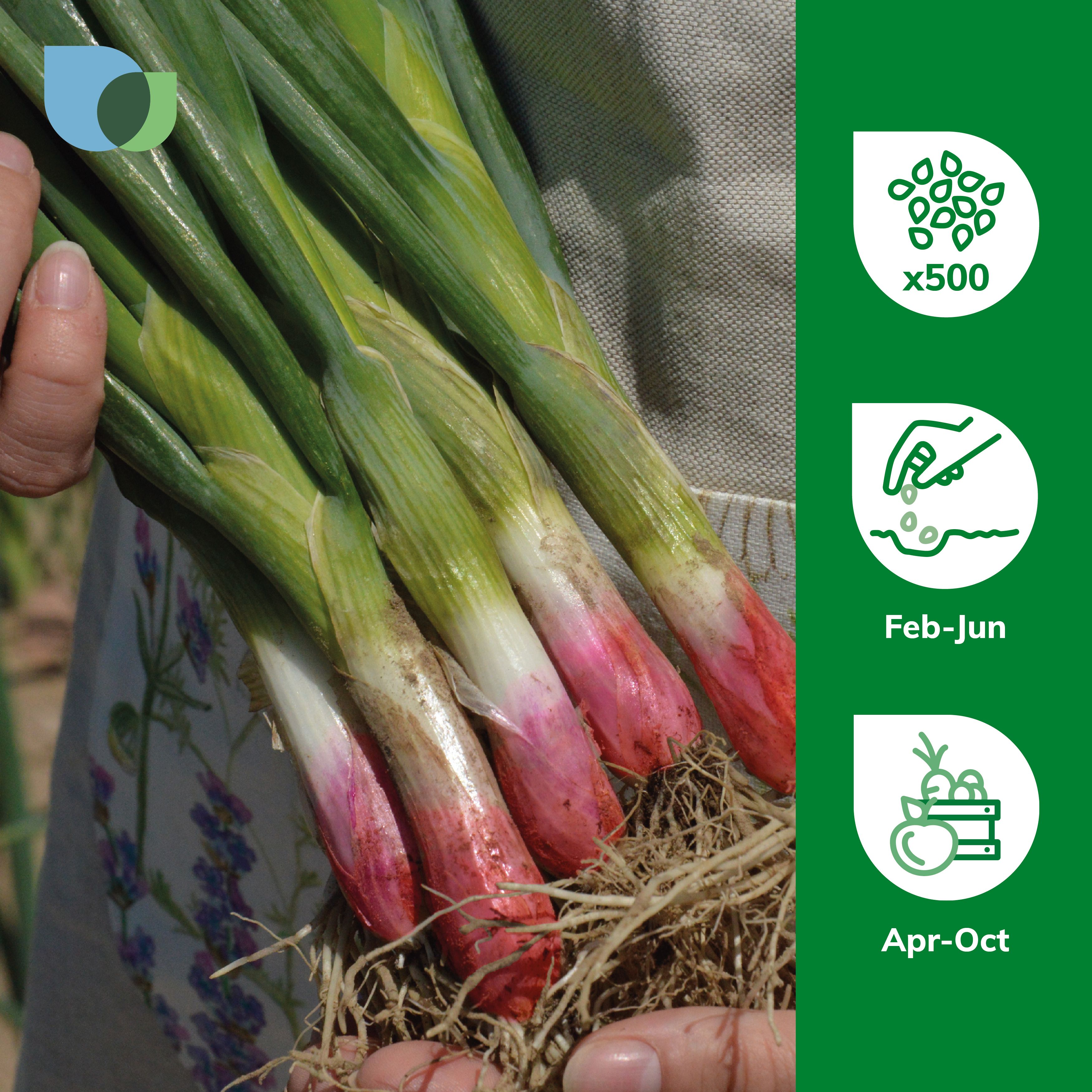 Verve Spring onion 'Common Rouge' Vegetable Seeds