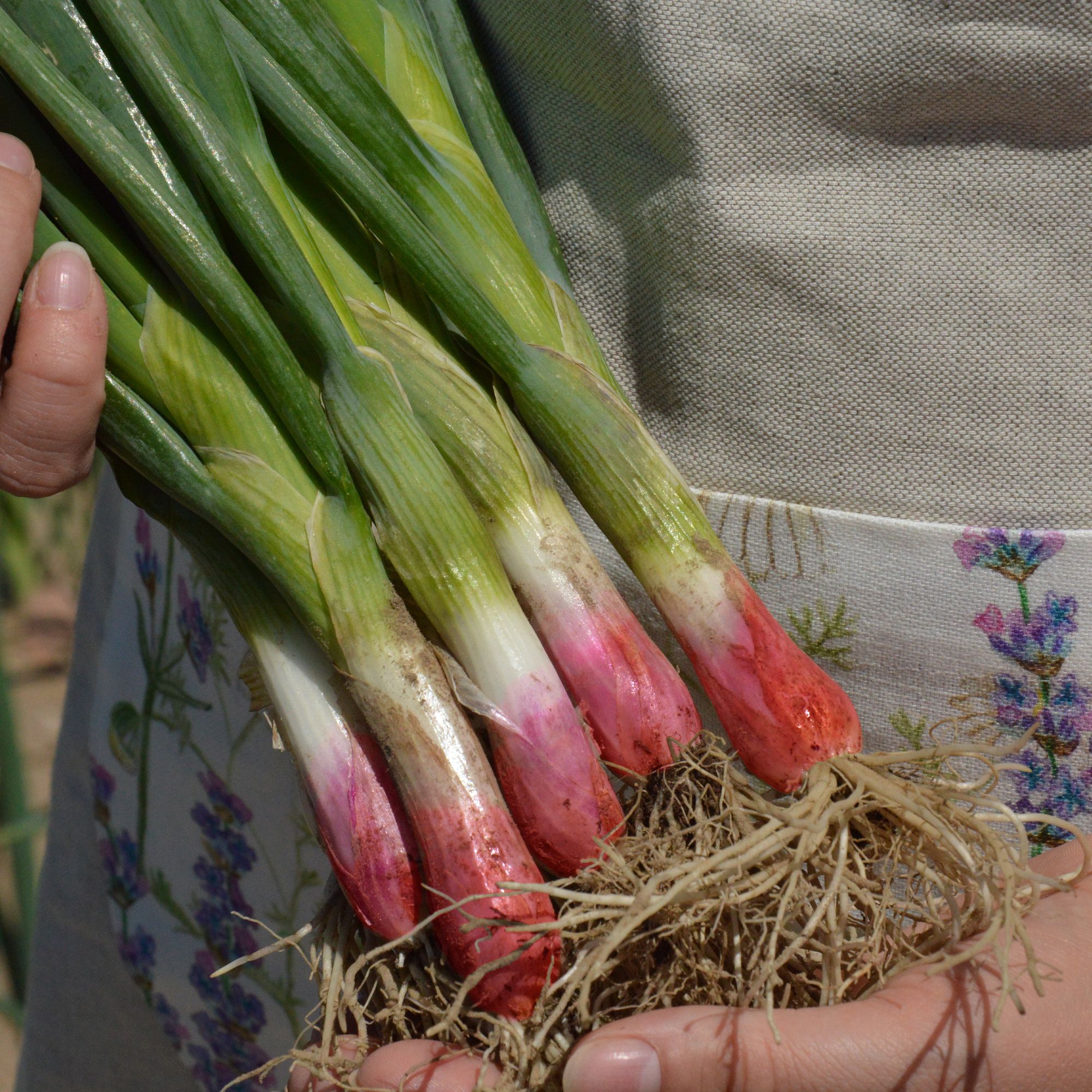 Verve Spring onion 'Common Rouge' Vegetable Seeds