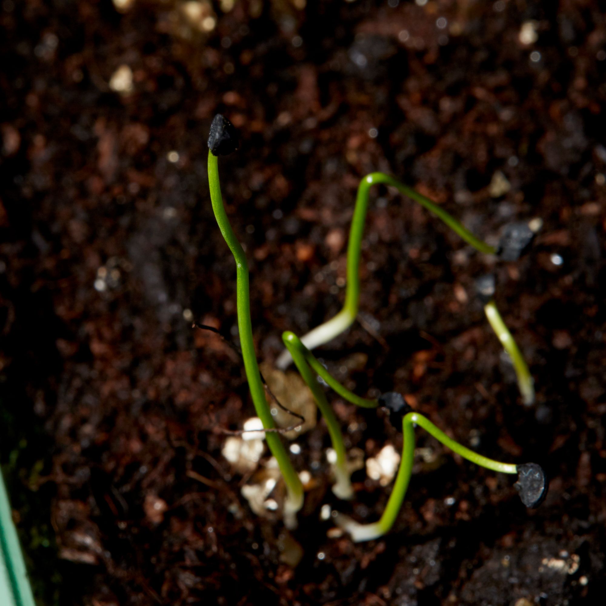 Verve Spring onion 'Common Rouge' Vegetable Seeds