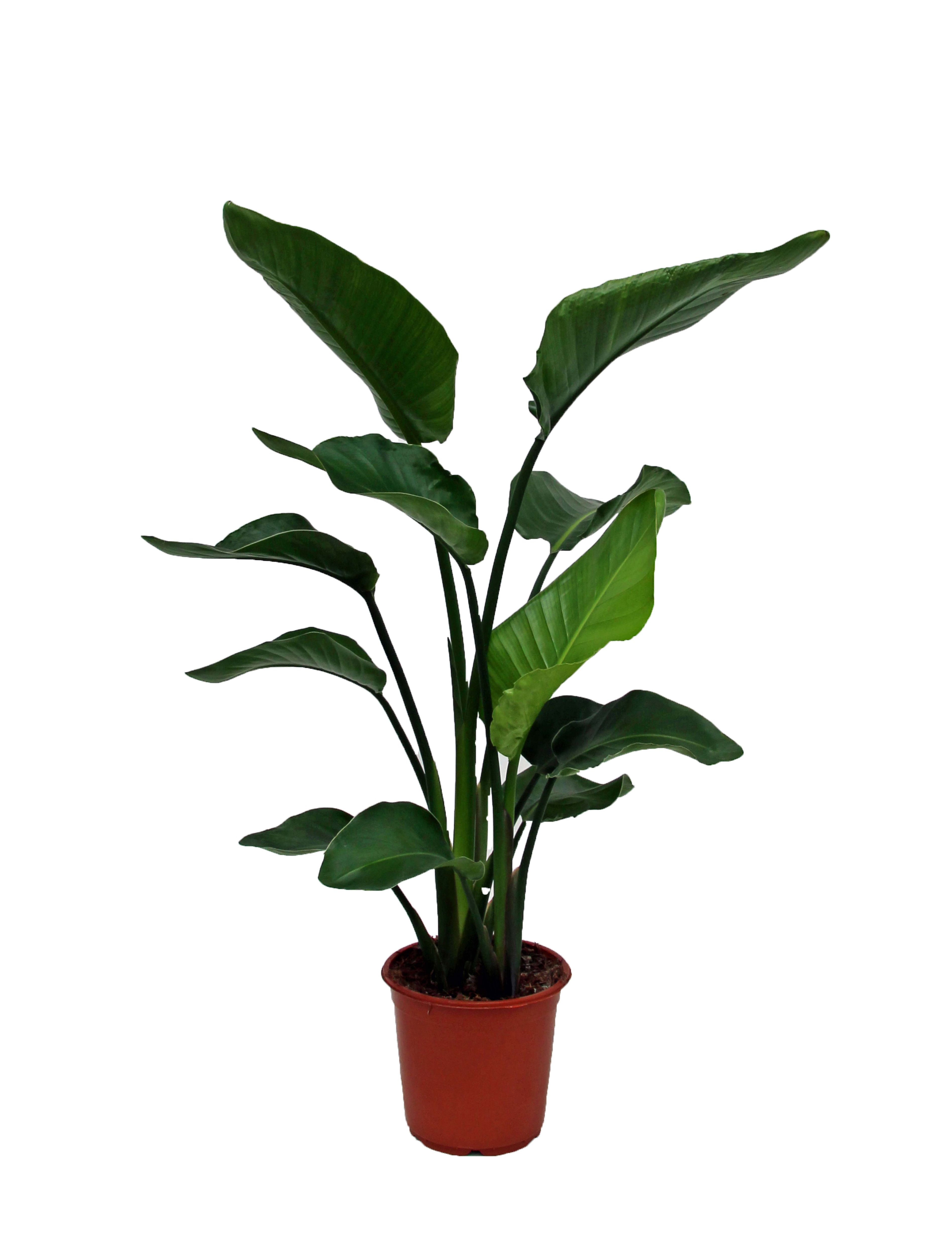 Verve Strelitzia in Plastic Grow pot 21cm