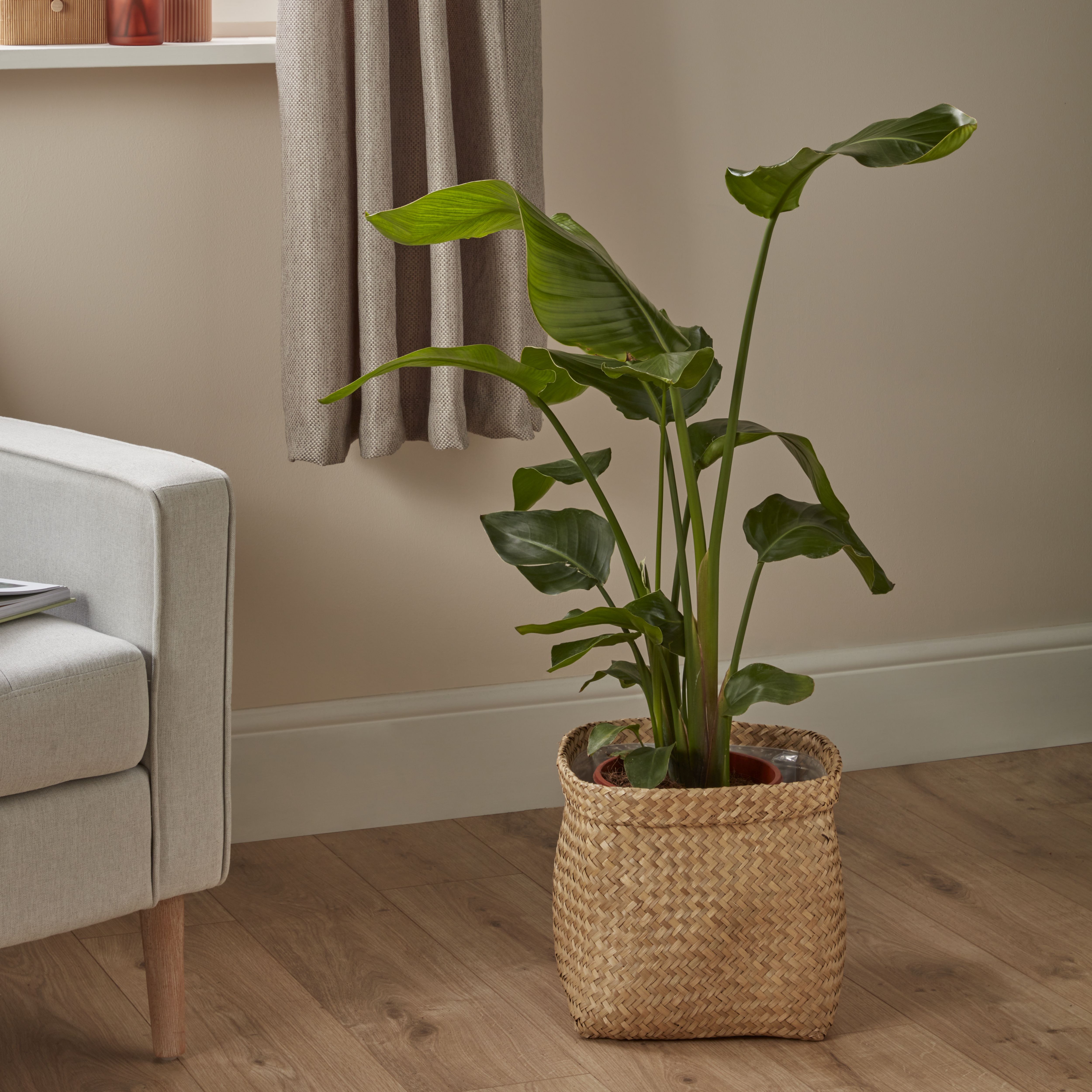 Verve Strelitzia nicolai in Terracotta Plastic Grow pot